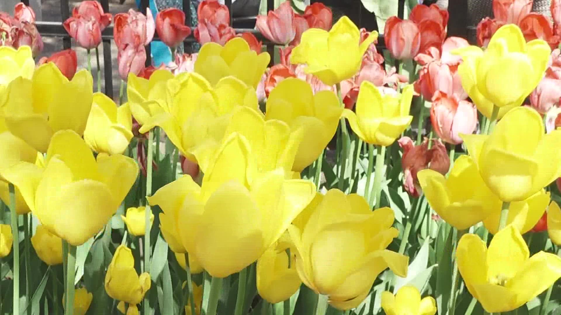 The Tulip Immersion Garden will elevate the tulips to new heights by raising them to eye level in this first-of-it's-kind-in-the-US attraction.
