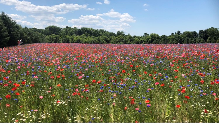 Fennville couple creates four acre field of flowers in memory of late ...