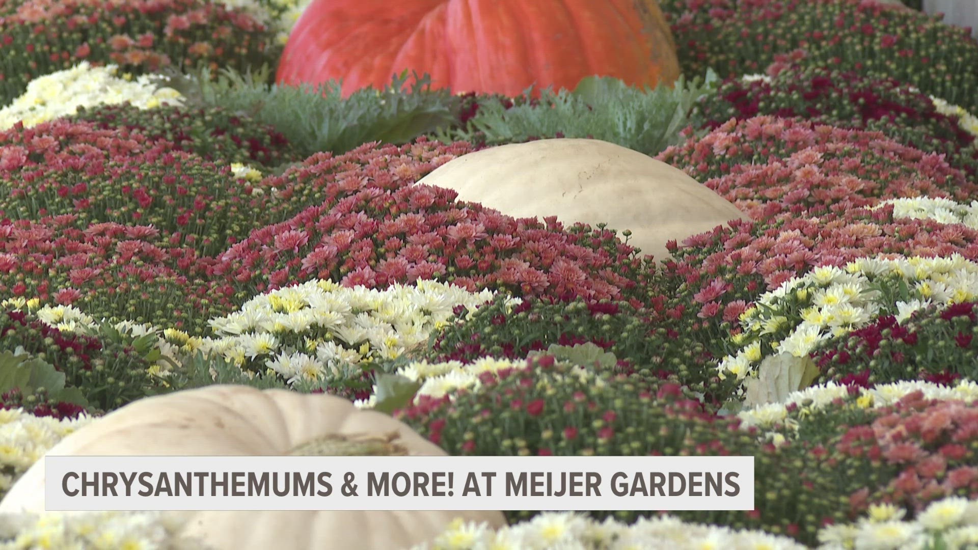 Frederik Meijer Gardens & Sculpture Park is embracing the change of seasons with its annual fall horticulture exhibition, "Chrysanthemums & More!"