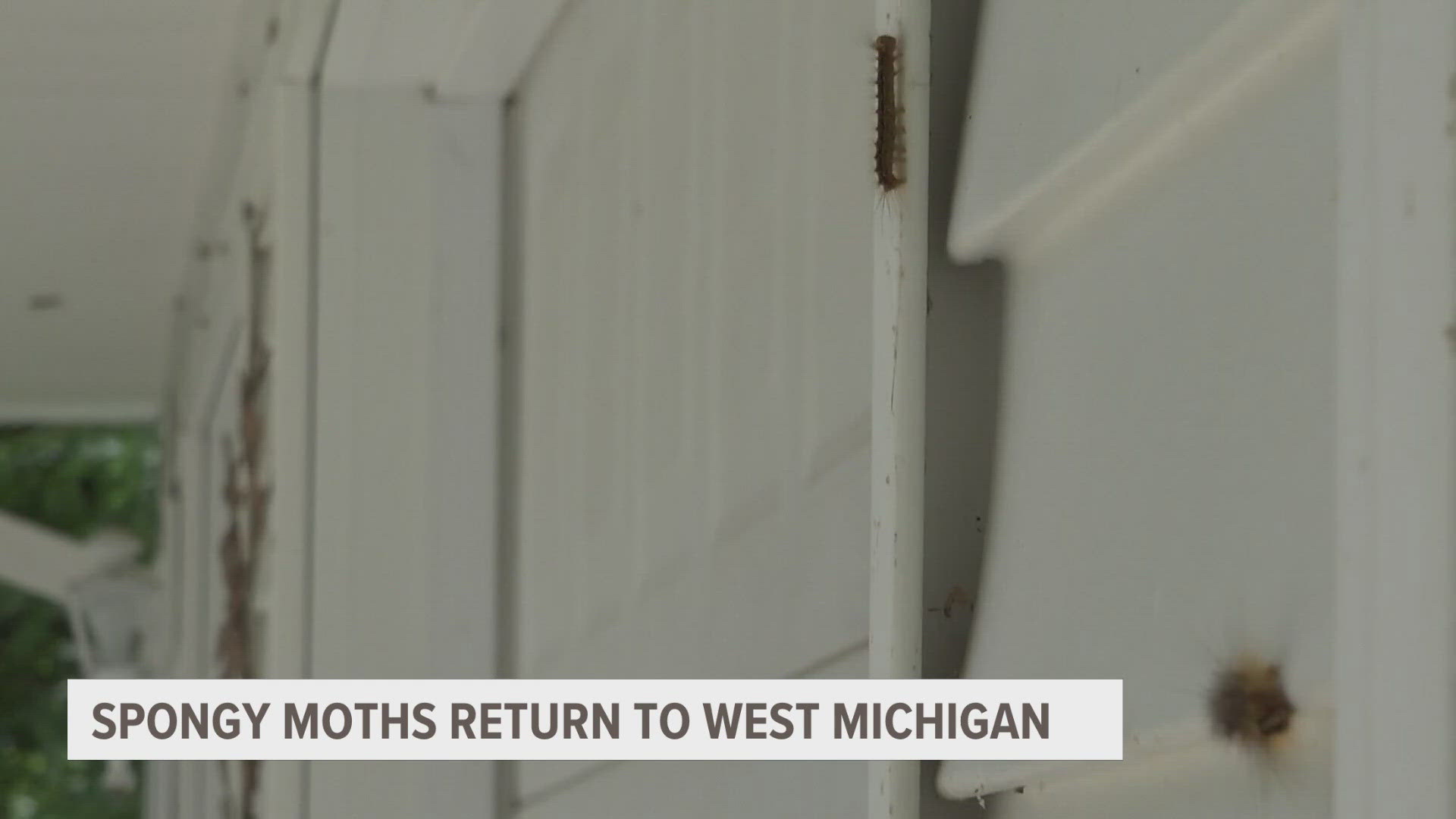Spongy moths have returned to West Michigan and this year, they're invading different cities in the area.