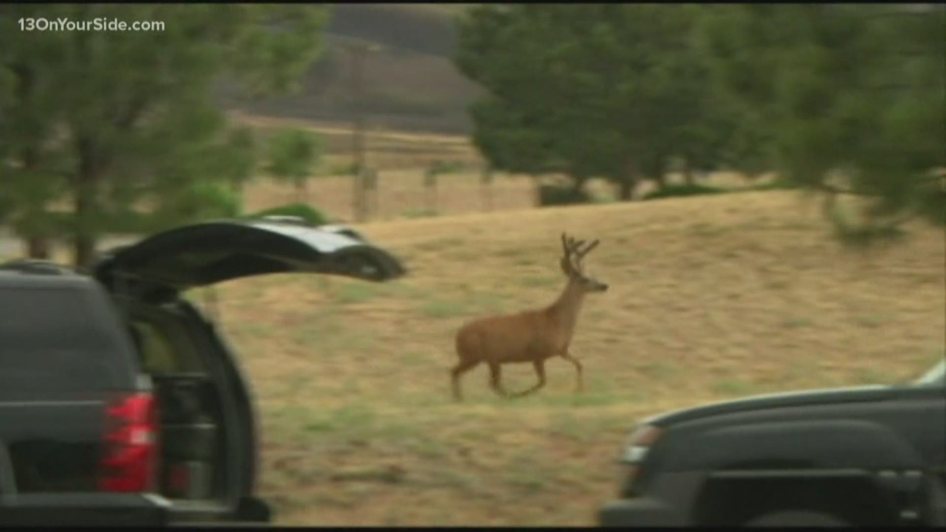 Opening Day is here and authorities are reminding people to watch for deer as they commute during dusk and dawn.