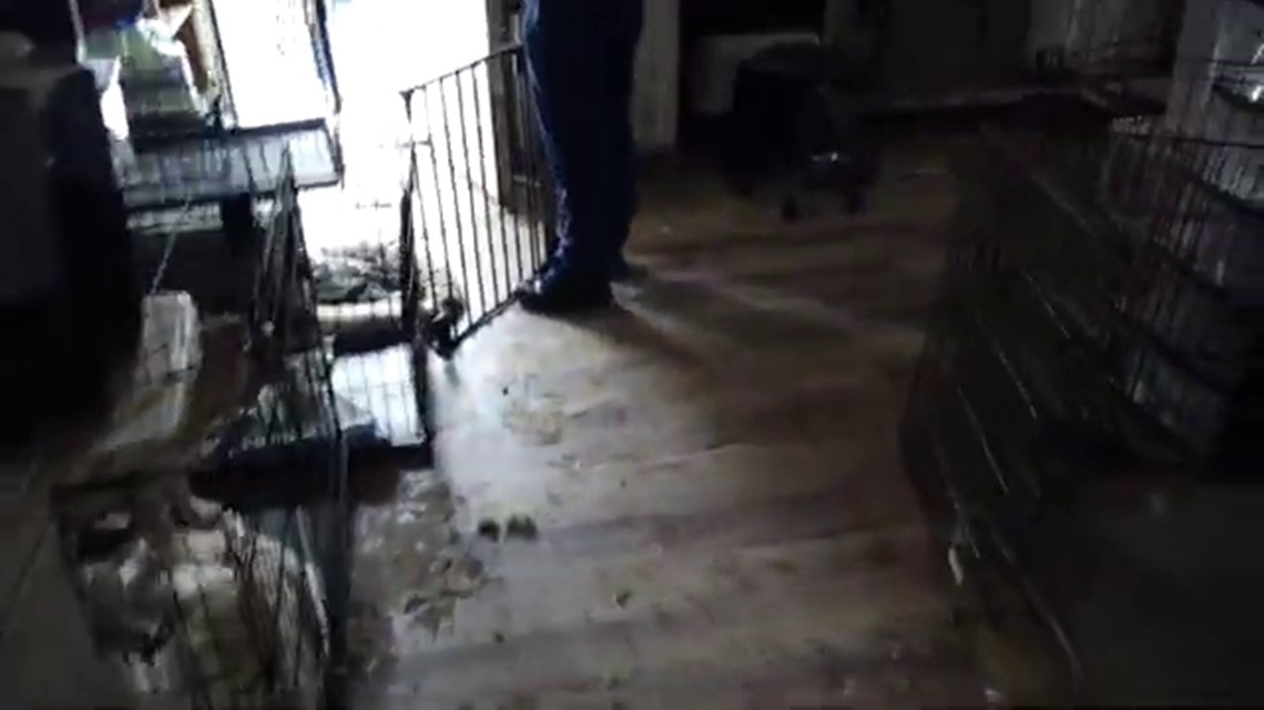 Michigan house deemed unlivable after authorities seize 80 dogs