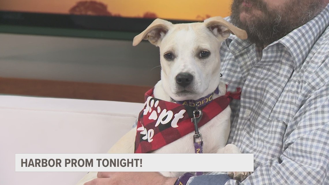 Harbor Humane raffling off Taylor Swift tickets at fundraiser