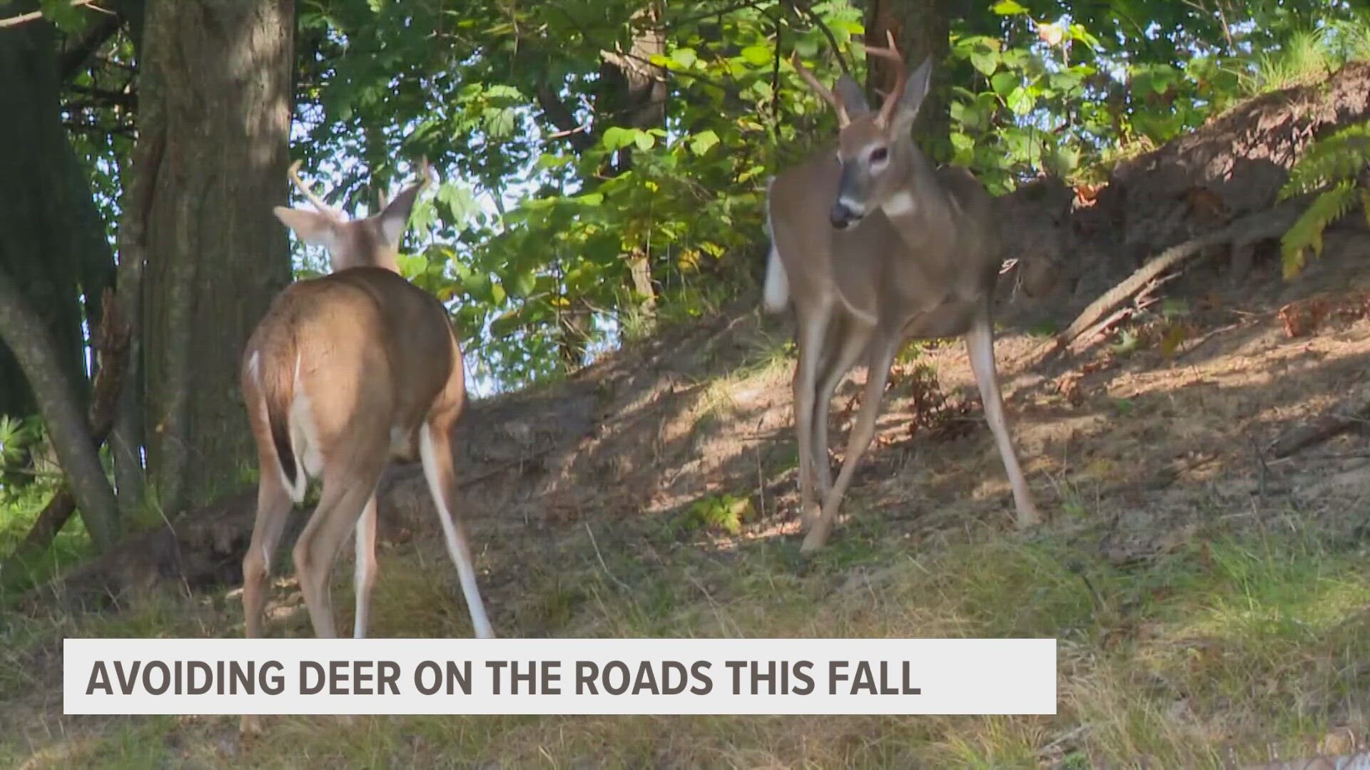 It's the time of year where we see more deer around, specifically in the roads.