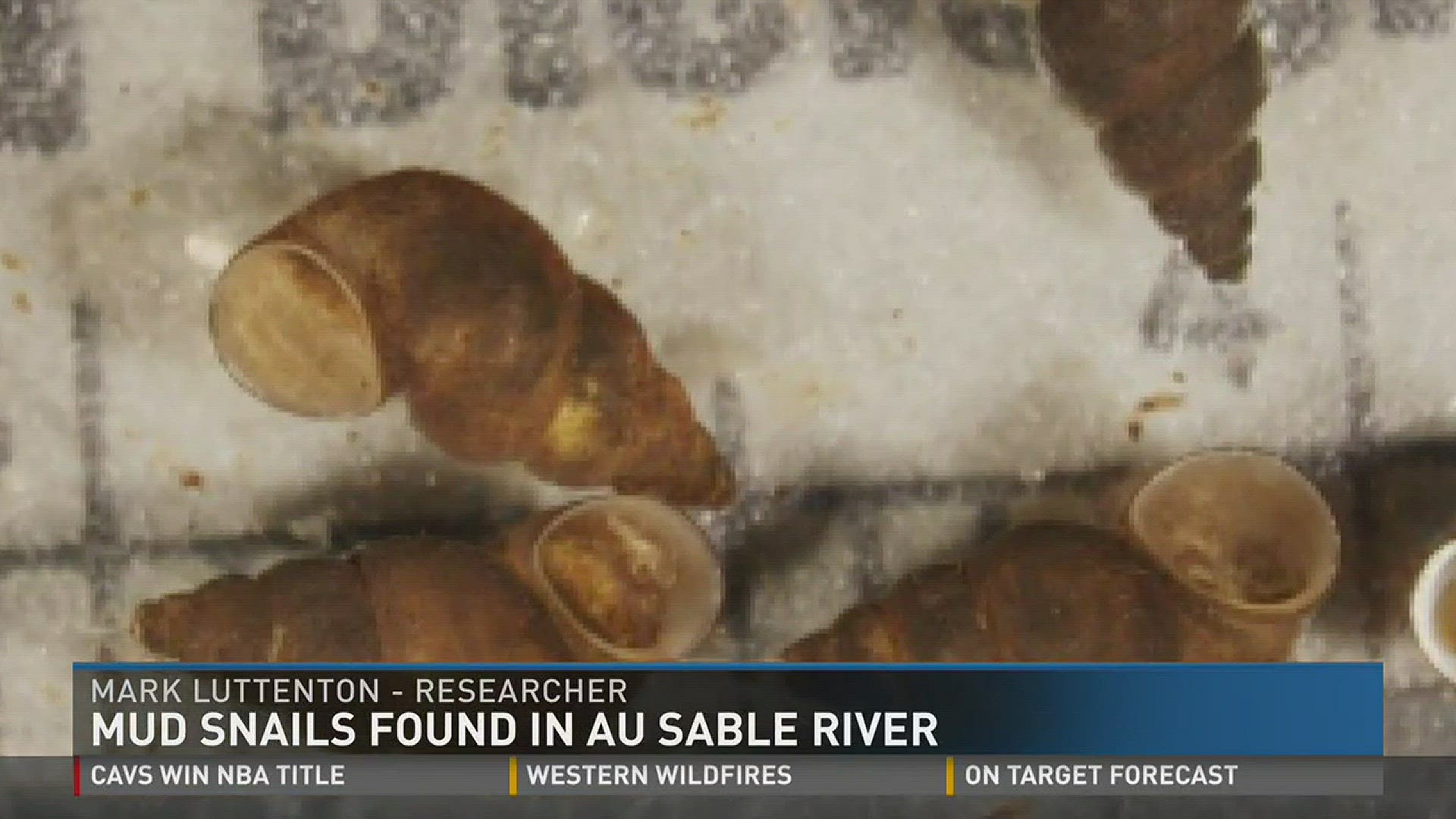 A researcher and professor from Grand Valley State University found mud snails in the East Branch of the Au Sable River.