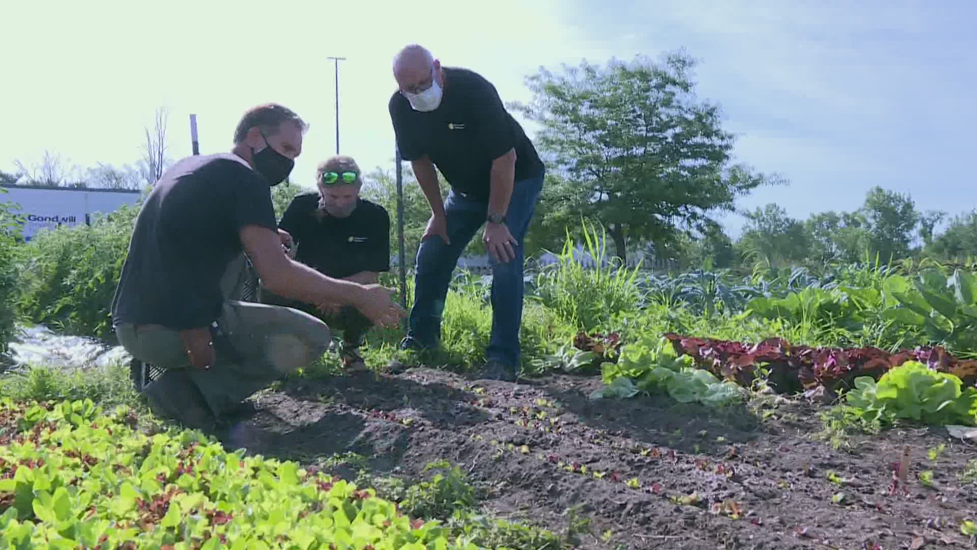 Local Farm Relief Effort gets fresh produce to food pantries