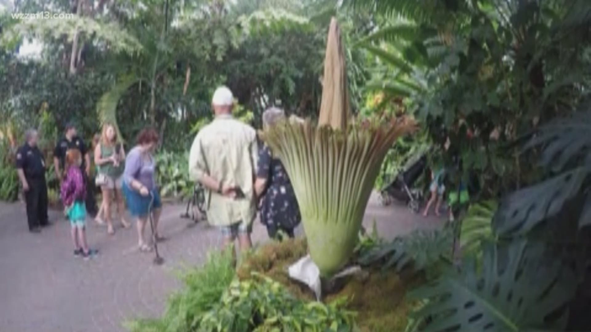 Dose the corpse flower really reek of death?