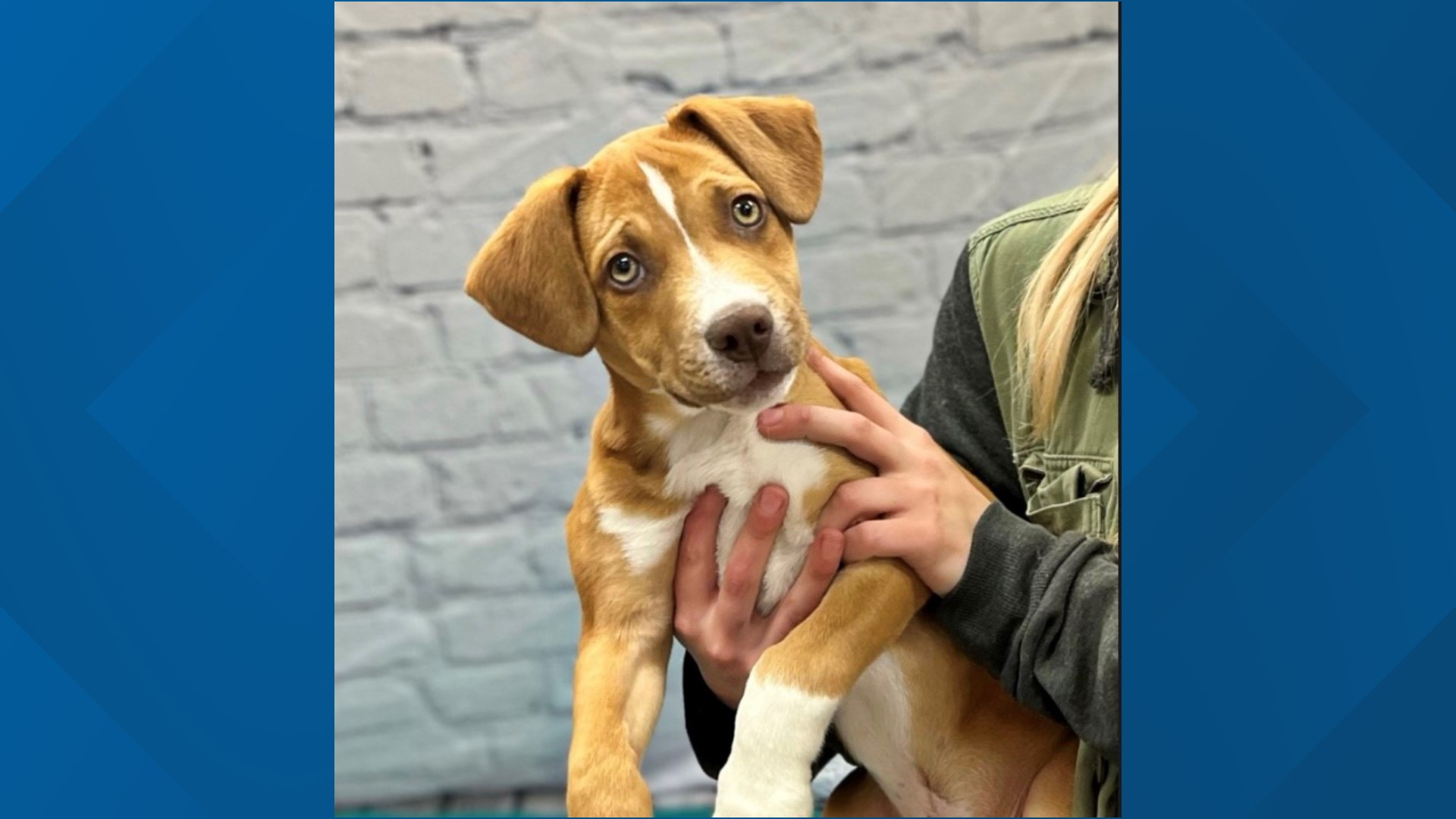 Meet Tango, a 12-week-old mixed breed puppy, now available for adoption at Pound Buddies Muskegon.