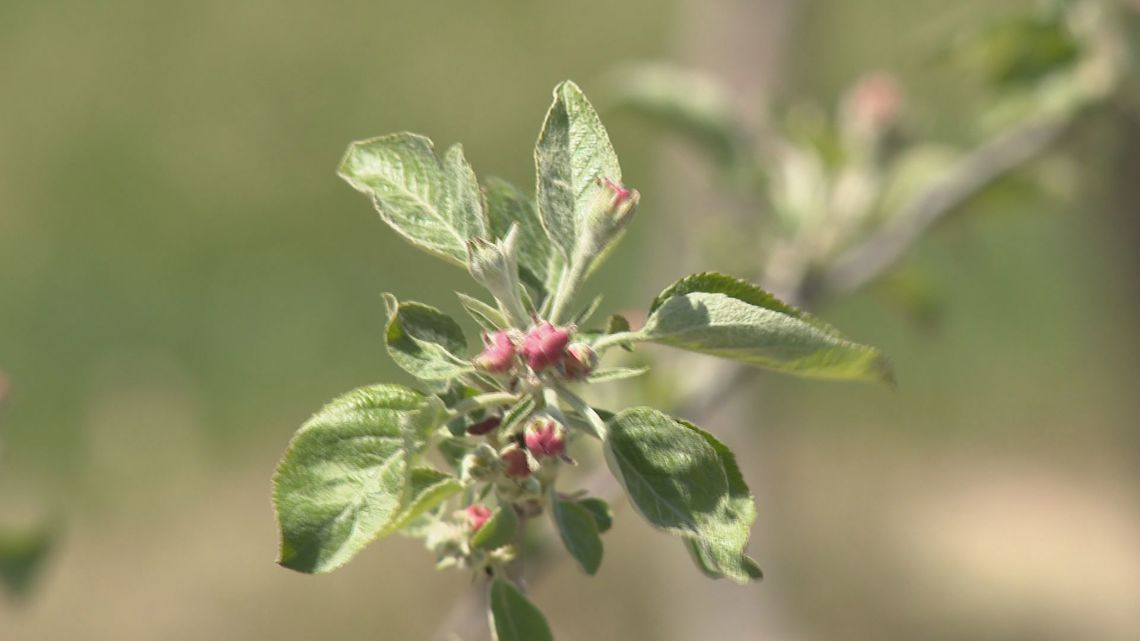 Spring frost leaves farmers worried about crops - Vimarsana News