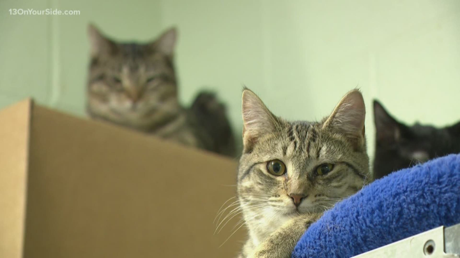 The Allegan County Animal Shelter recently made a push for more people to foster pets, as the organization has to clear out the building for state-mandated repairs.