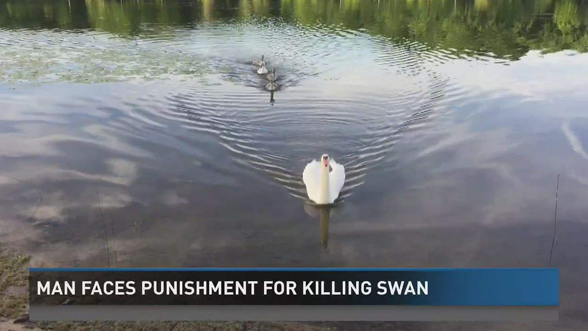 Man faces punishment for killing swan