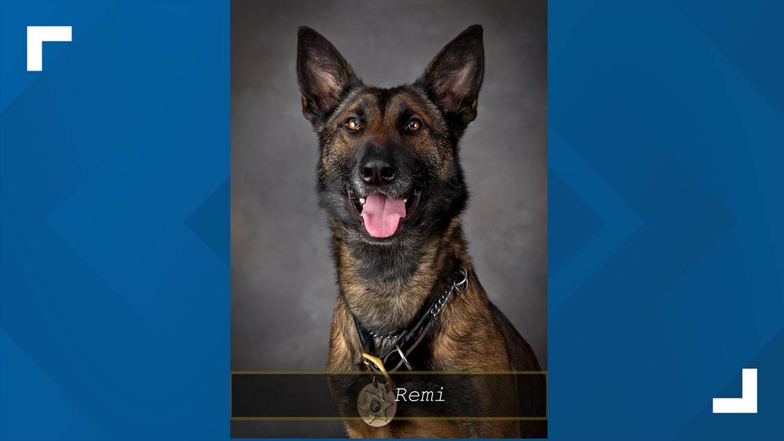 Newaygo Co. Sheriff announces passing of 'beloved' K9 - Vimarsana News