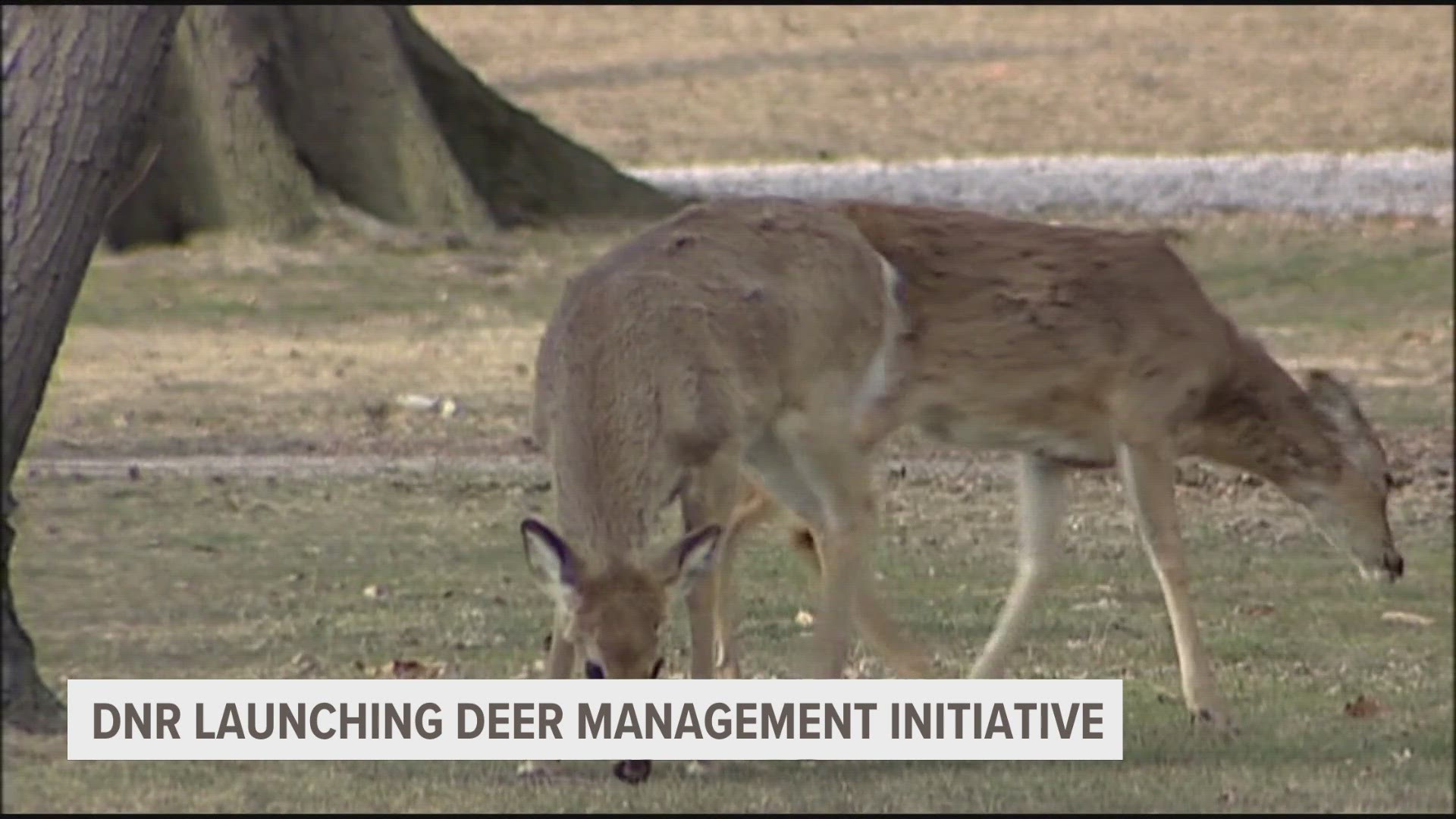 As deer populations continue to rise the DNR is looking to solve the problem.