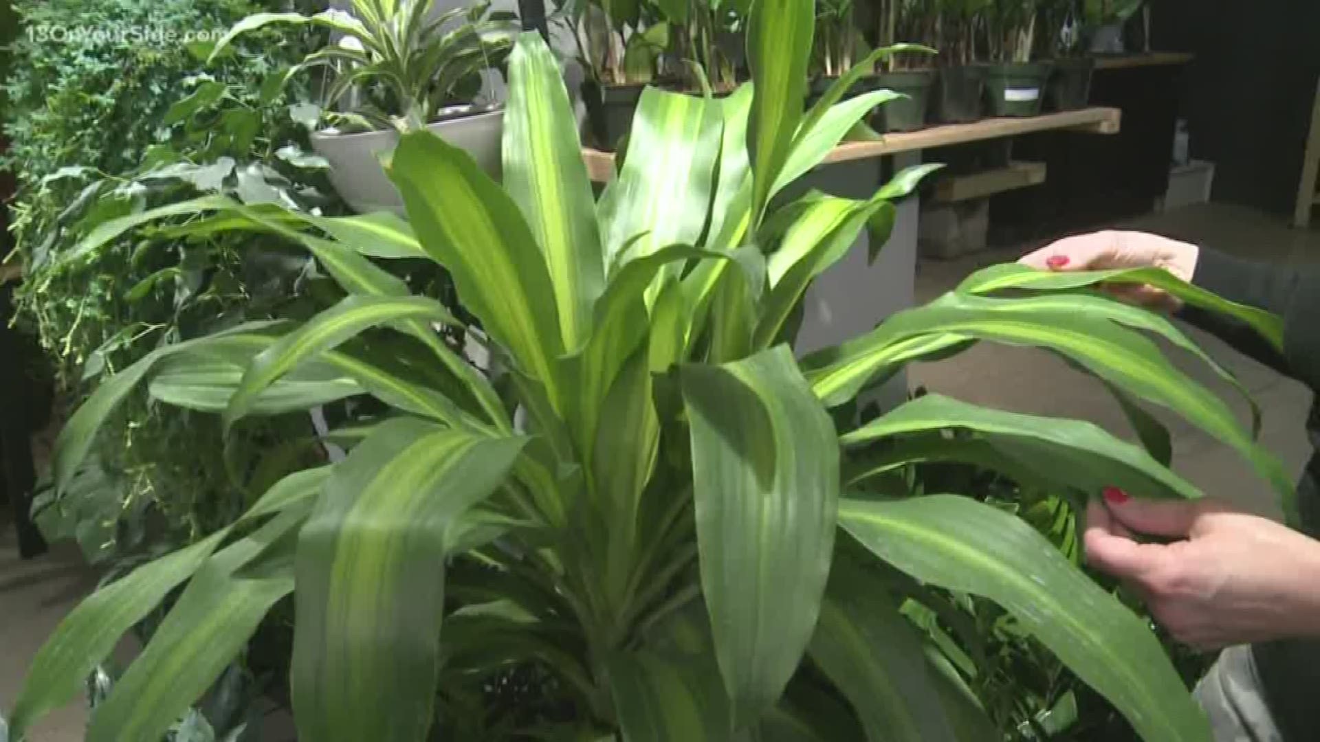 House plants aren't just pretty to look at, some varieties can remove toxins from the air in your home.