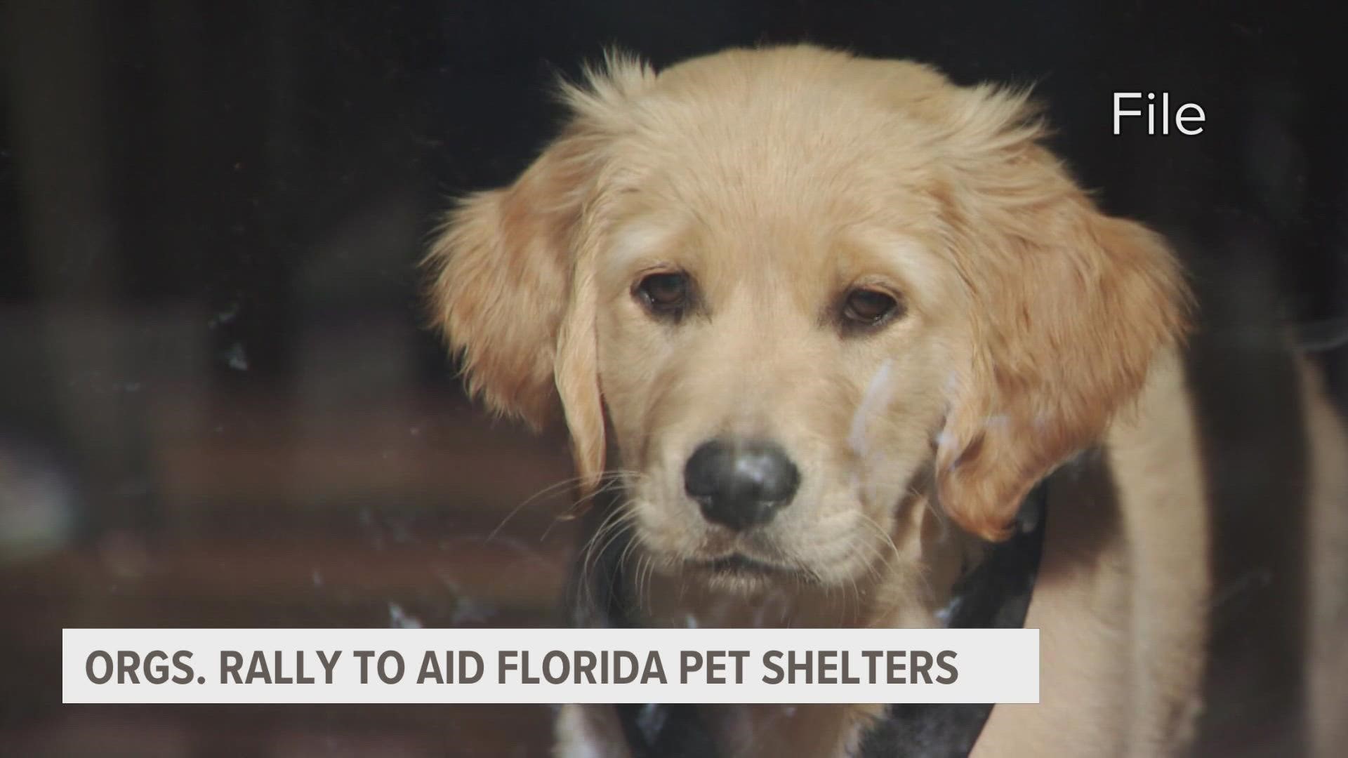 While damage reports are still coming in from Florida Hurricane Ian, there is another effort underway to rescue our furry friends.