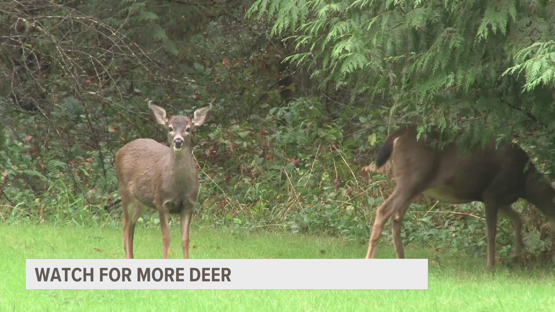 You could see more deer over the next few weeks due to breeding and regular firearm season.