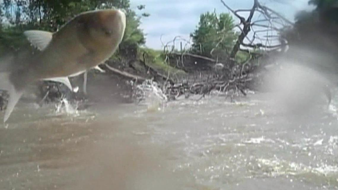 Michigan's U.S. Senators send letter to Trump admin officials urging invasive carp project to continue