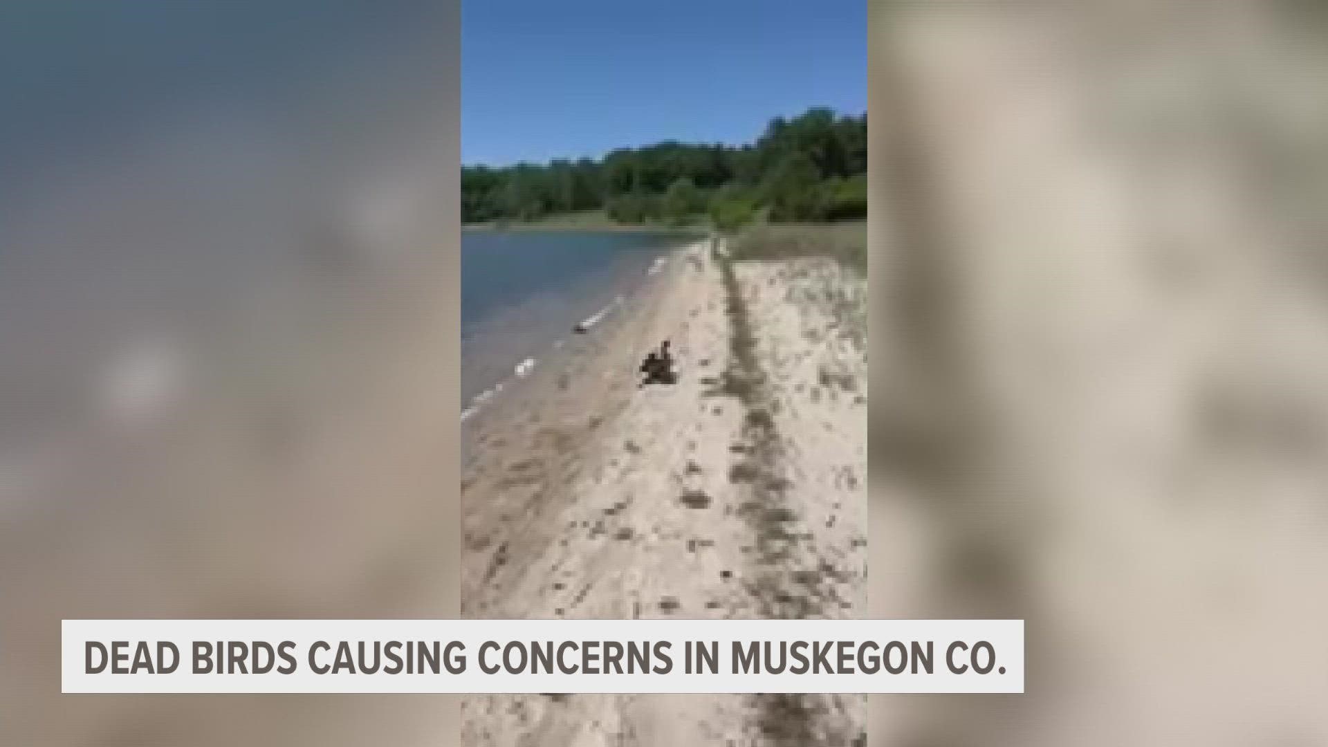 After video taping one bird, one witness said it first had a drunk walk before dying. The DNR  explains  the cause could very well be the Avian Flu.