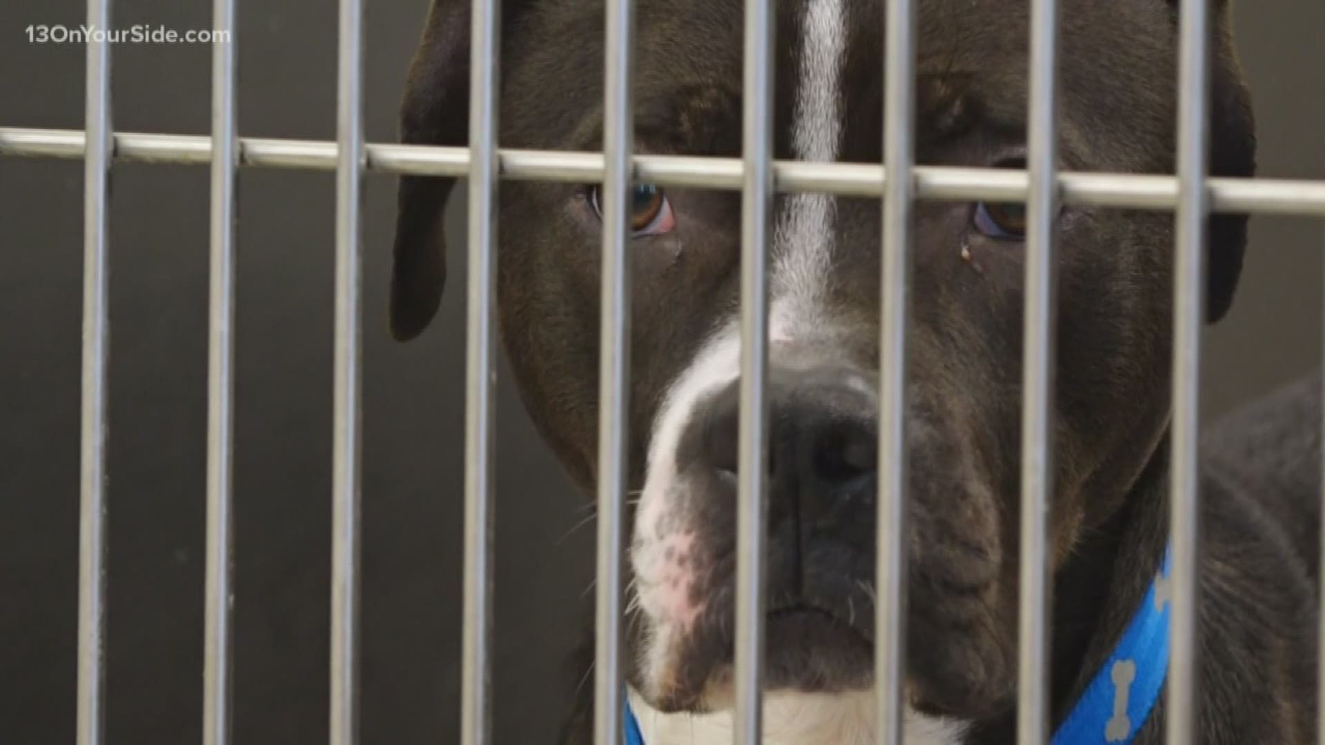 The Kent County Animal Shelter said 39 dogs and 22 cats were adopted throughout the event.