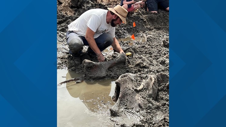 Mastodon bones uncovered in Kent County