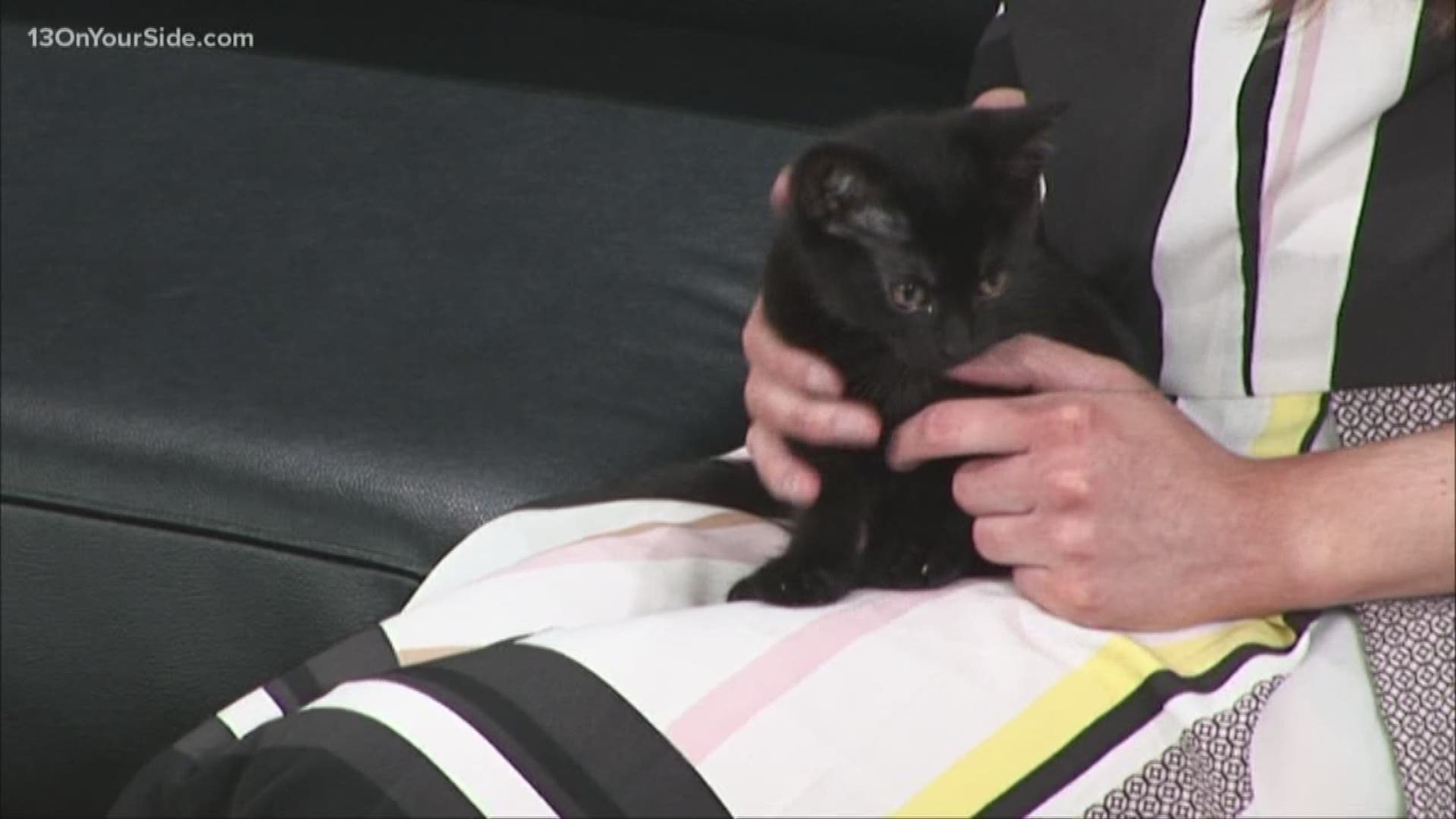 This week's Adopt-A-Pet is a 2-month-old kitten named Sheryl. It's actually kitten season and it's a popular time to get a furry friend.