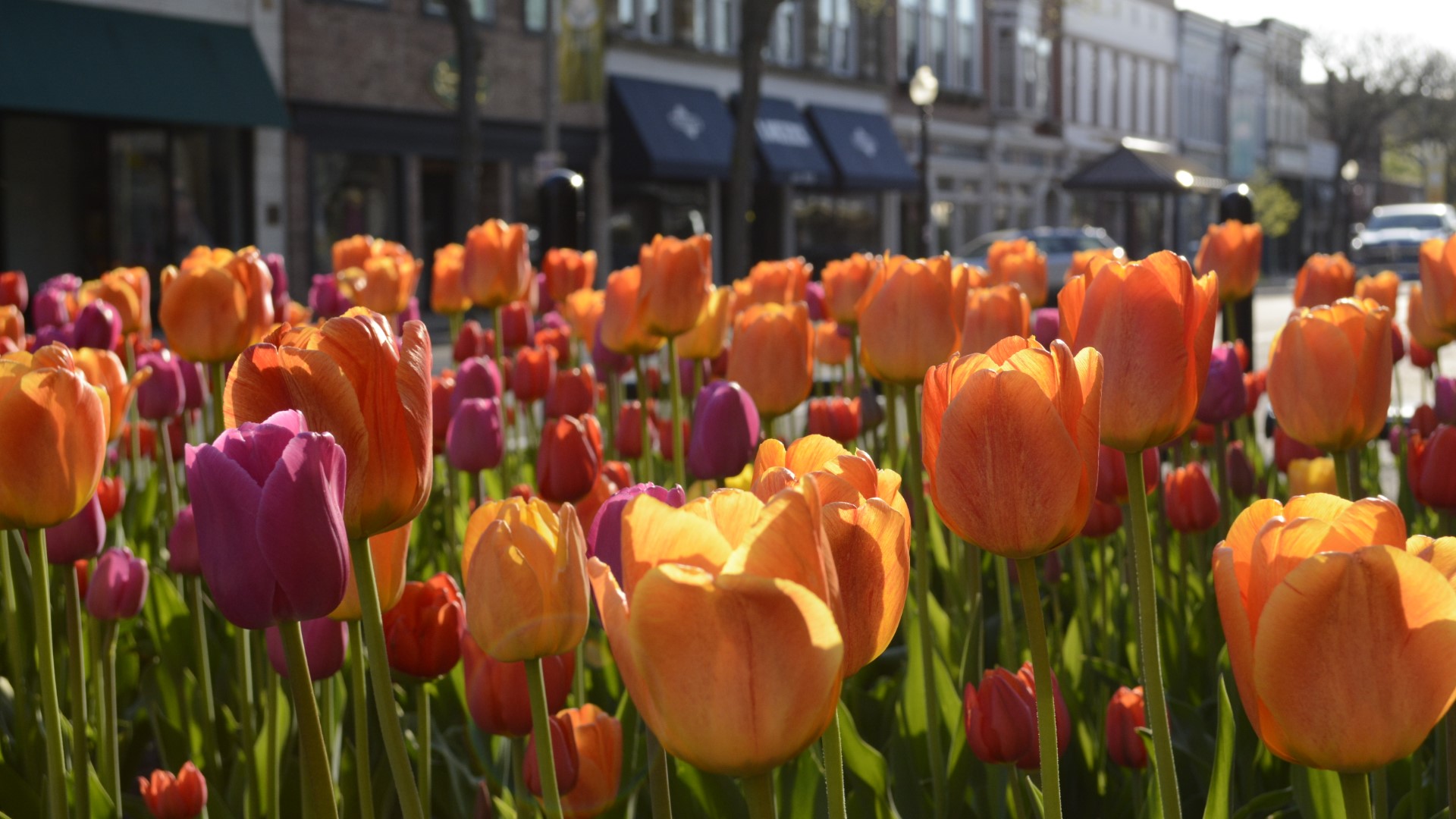 Registration for 2020 Tulip Time Run now open