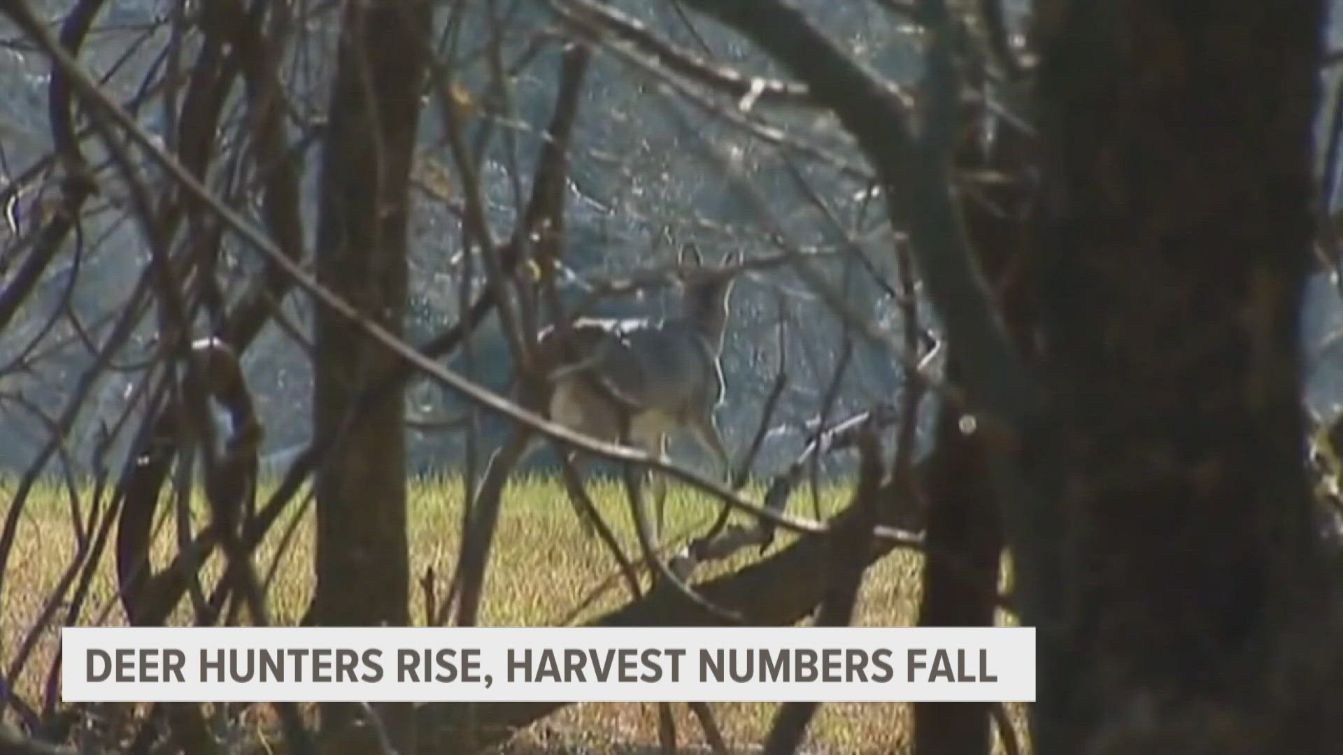 Chad Fedewa, a DNR deer specialist, said he believes harvest numbers will go up as the season goes on. 