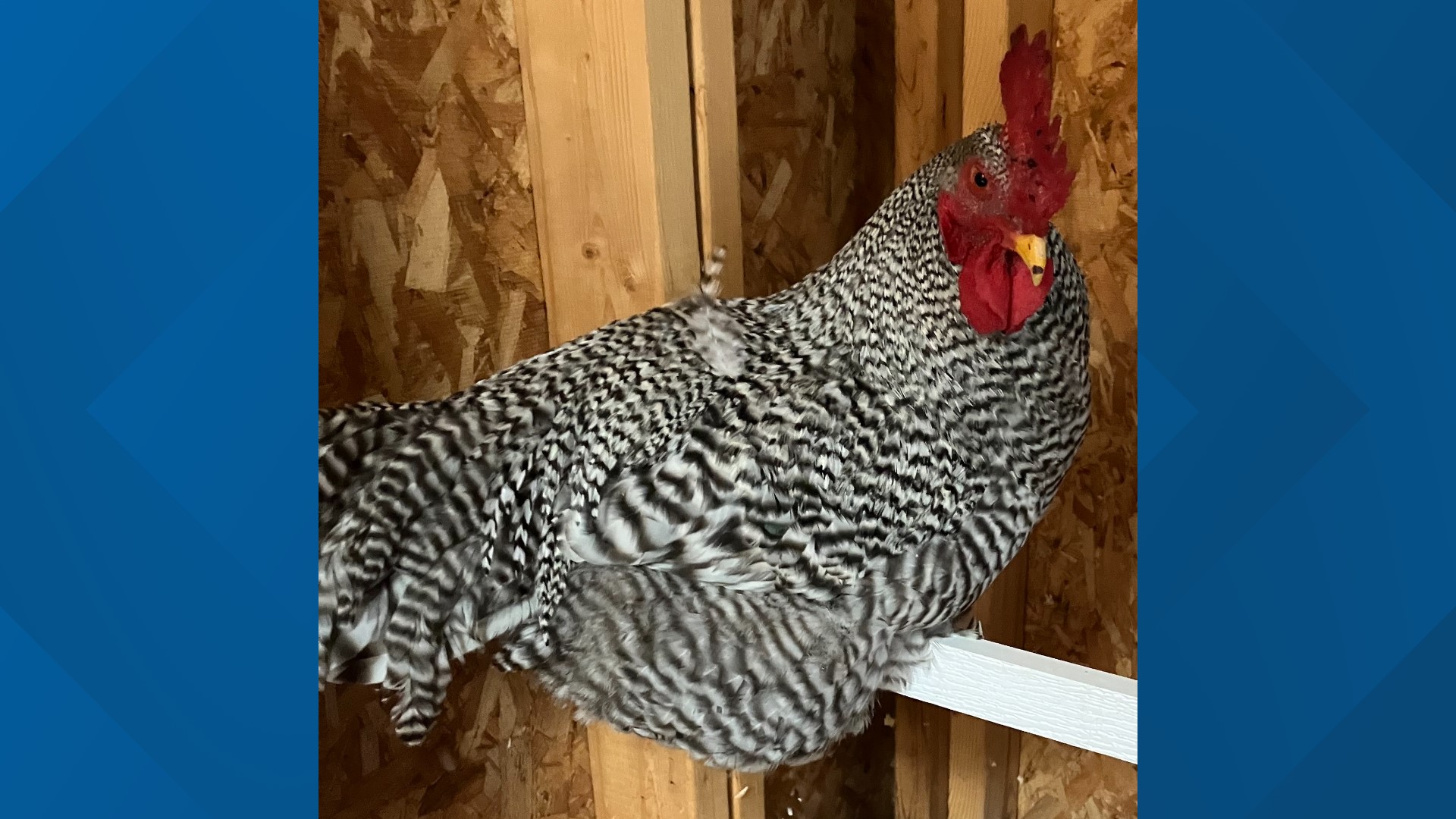 This rooster, available for adoption for $10, has a silent, priceless peck at shelter staff's hearts, they say.