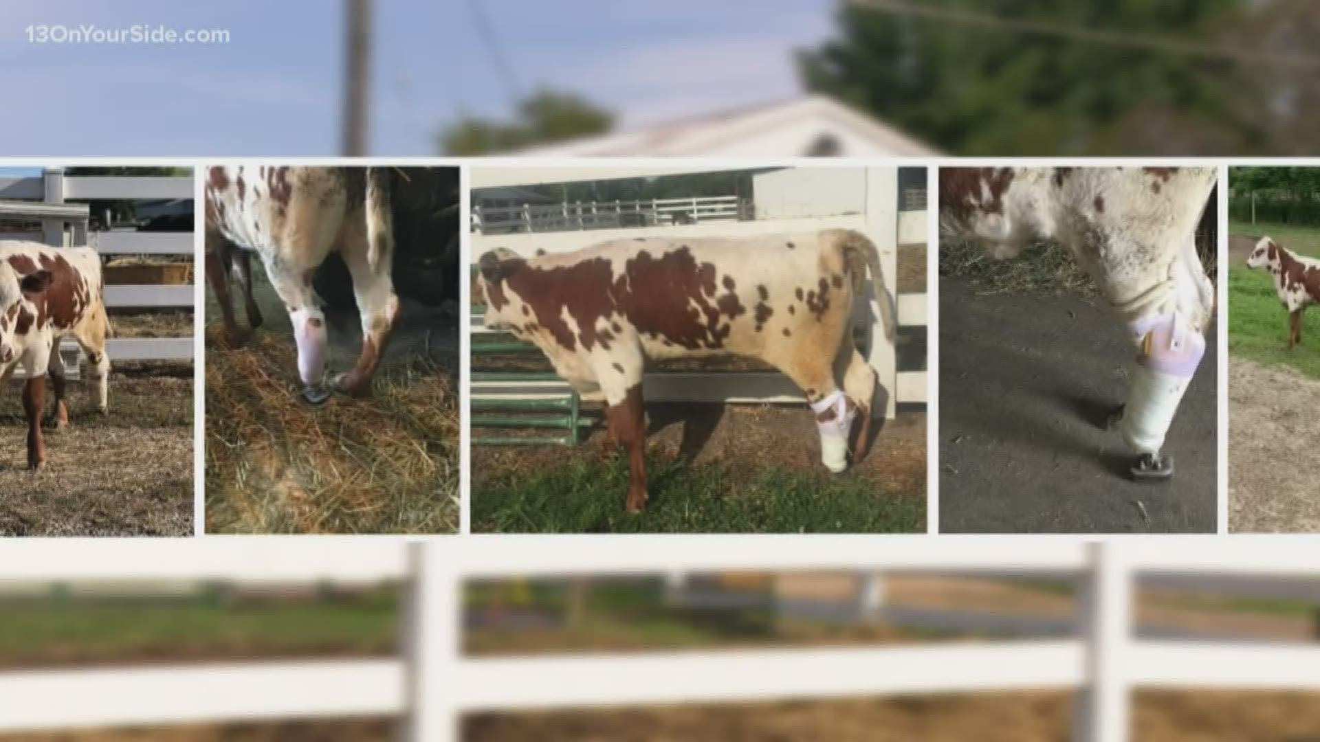 A cow in Charlotte, Michigan received a special prosthetic after her leg was amputated.