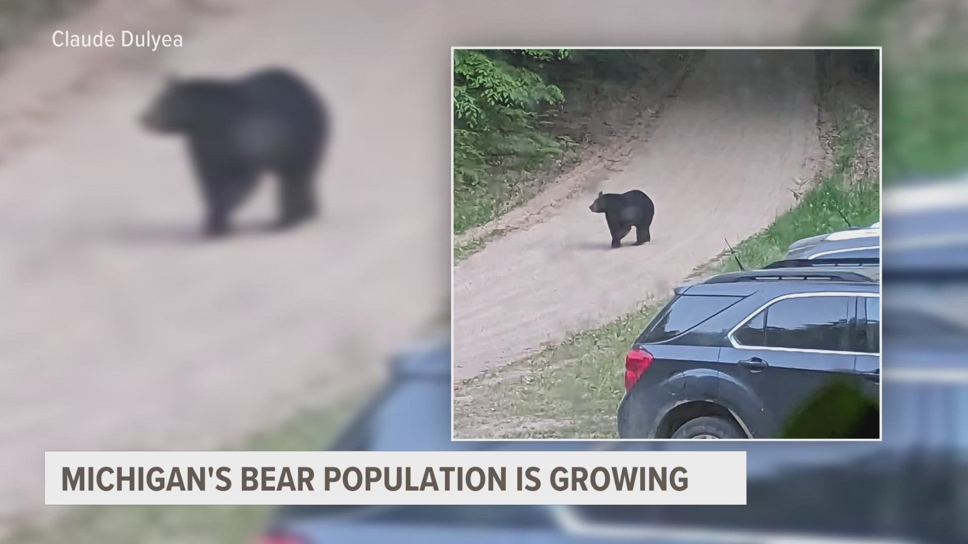 13 ON YOUR SIDE received reports of potential bear cub sightings in Spring Lake, so we did some digging.