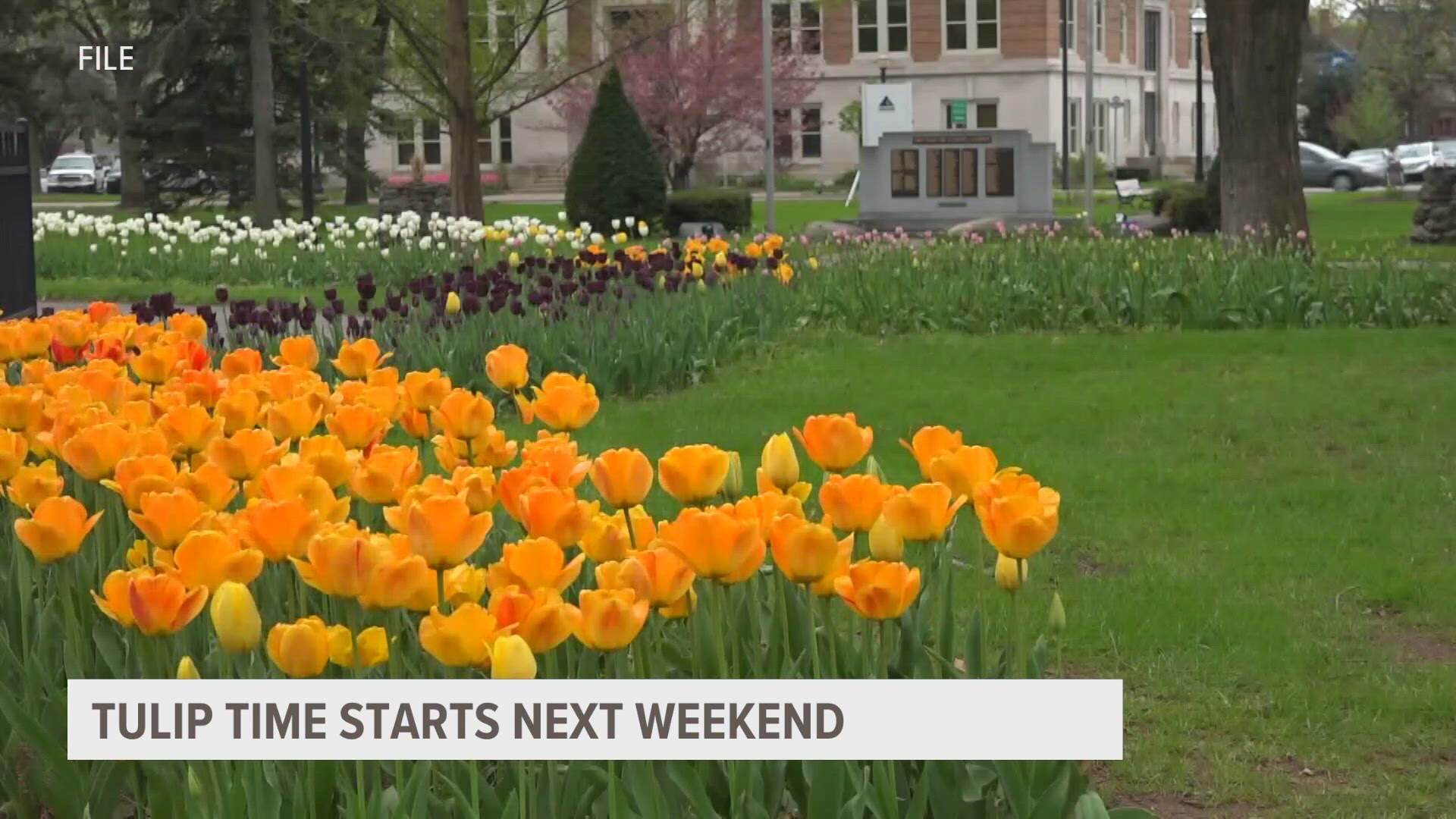 Tulip time runs from May 4th to the 12th.