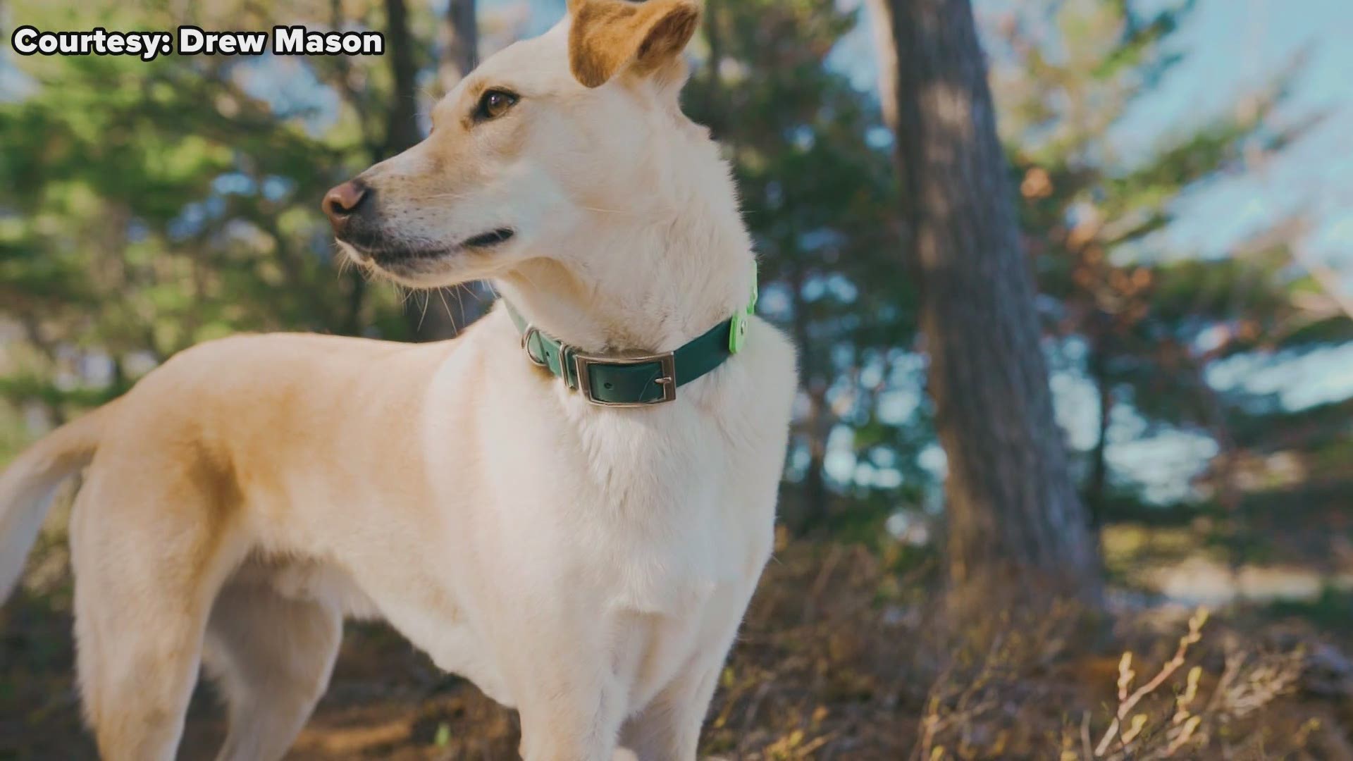 Drew Mason and his rescue dog highlight pet-friendly vacation spots in Michigan.
