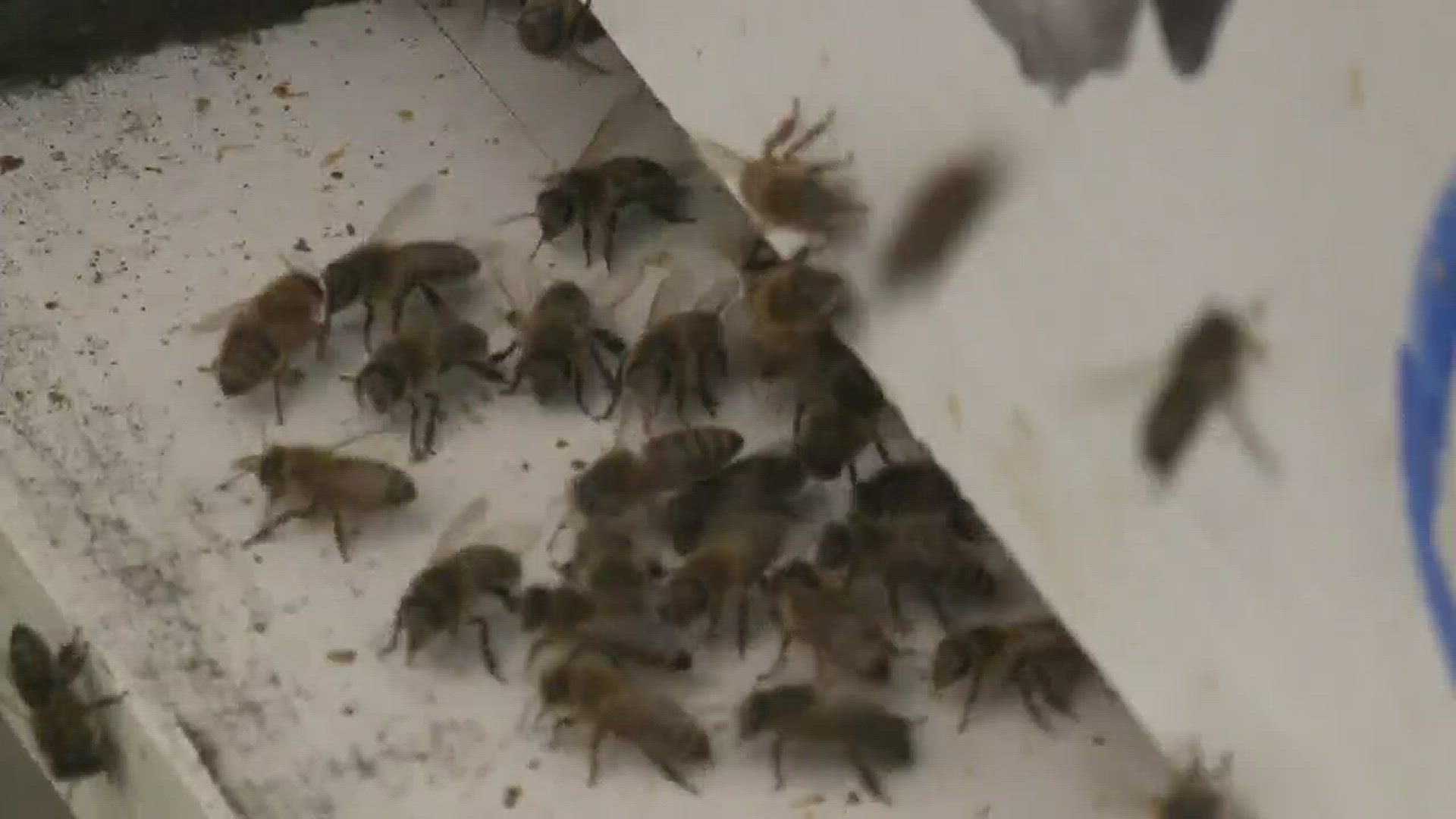 There's more bad news about the decreasing bee population.