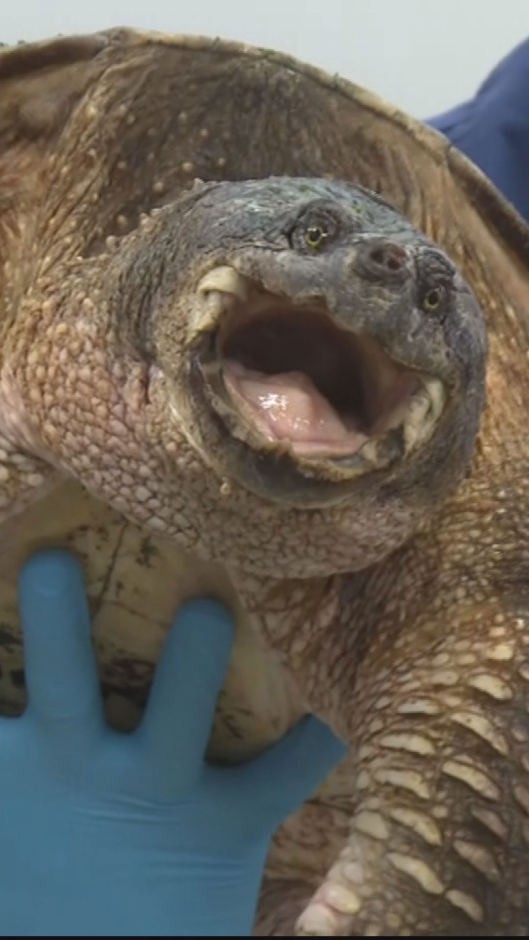 33-year-old snapping turtle saved | wzzm13.com