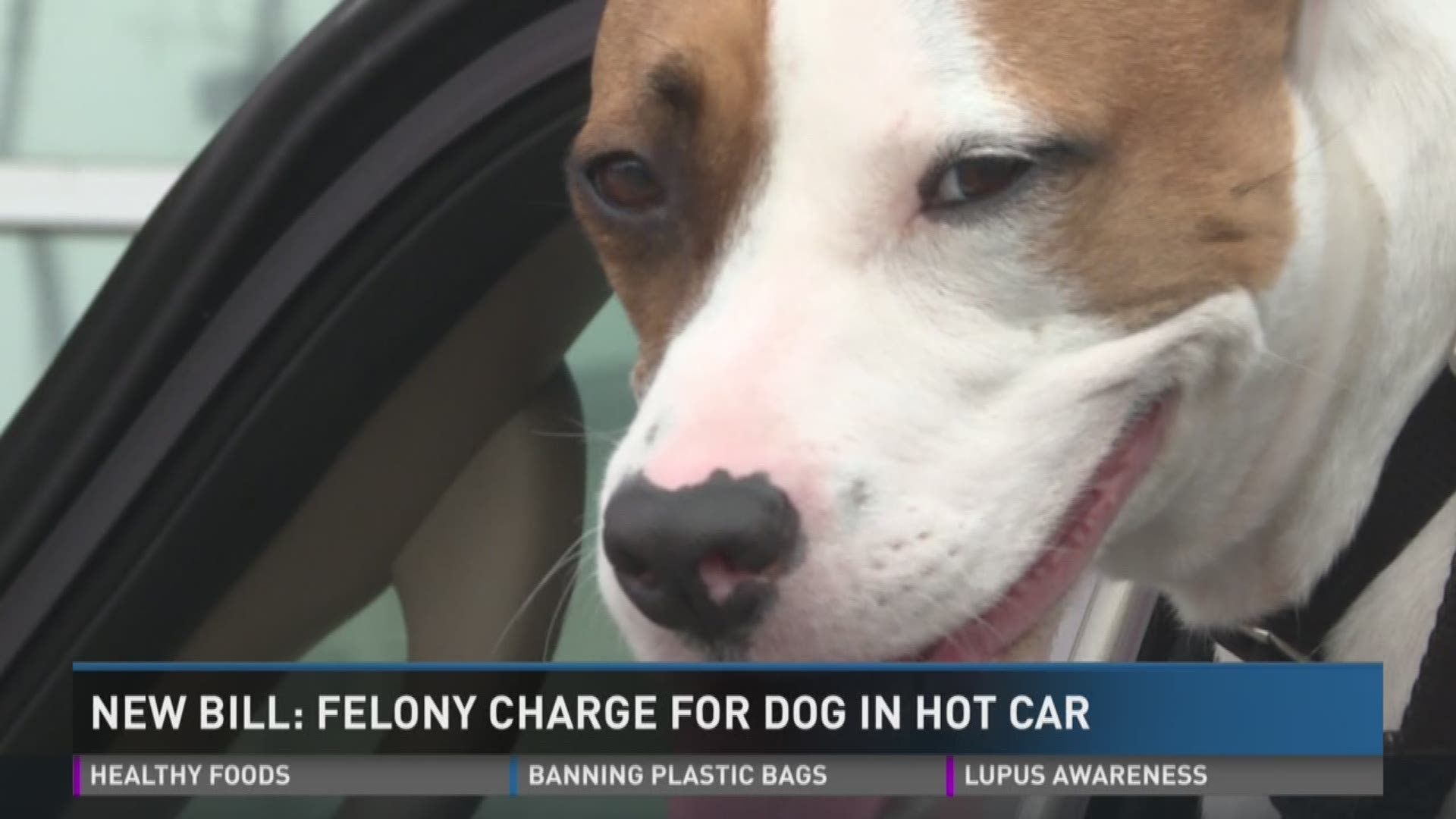 Can You Be Charged For Leaving A Dog In The Car