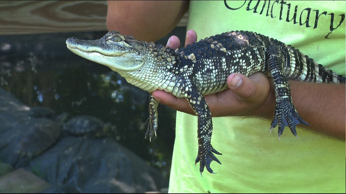 the smallest alligator in the world