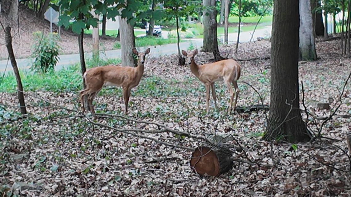 Michigan House passes bill to allow deer baiting amid rising population concerns