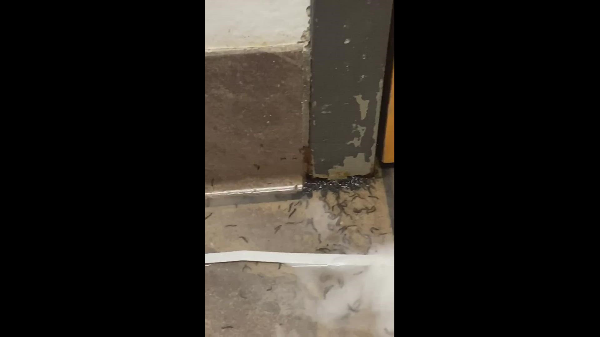 Viewer video shows bugs at Popeyes on Alpine in Walker