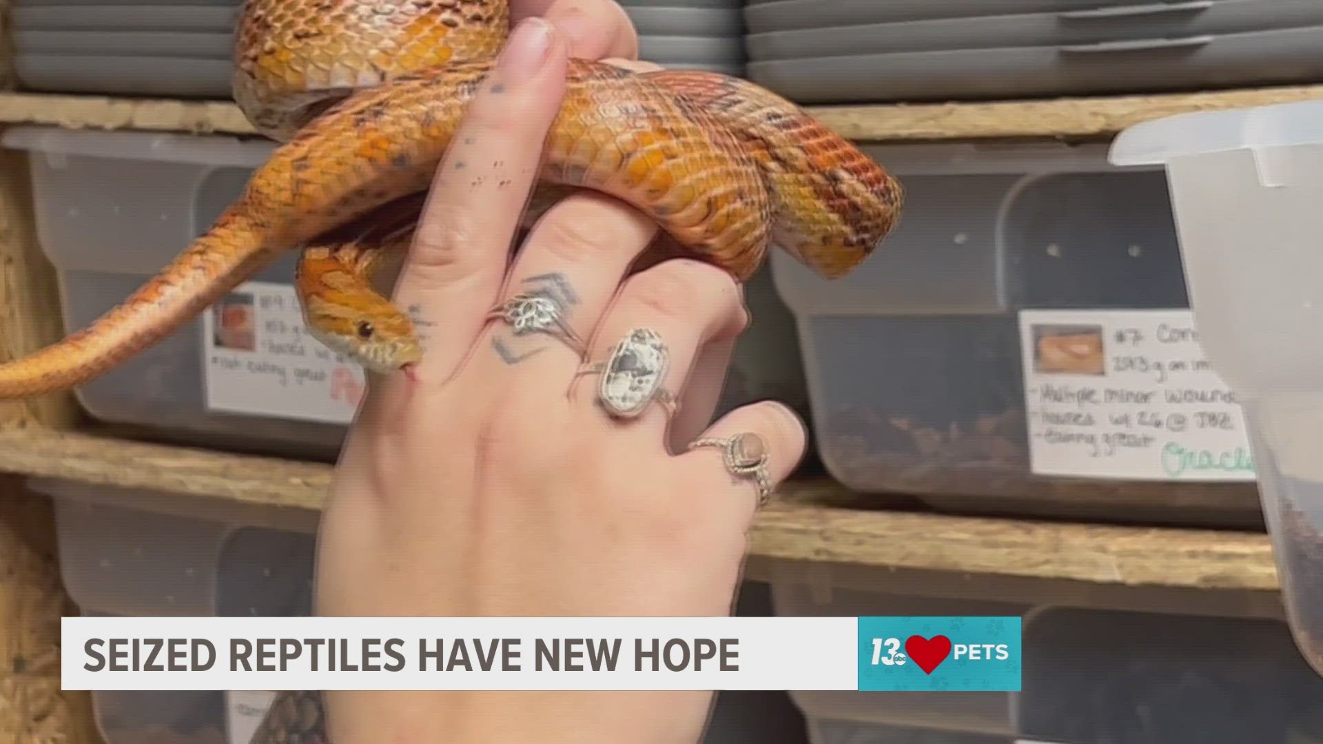 Dozens of reptiles were seized from a Gaines Township home on October 22. Some were already dead and the rest were clinging to life. But they now have hope.