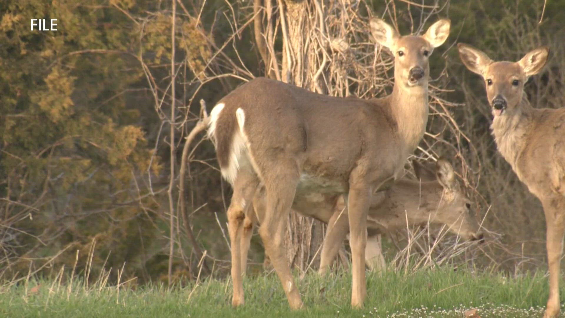 DNR urges hunters to test harvested deer for disease