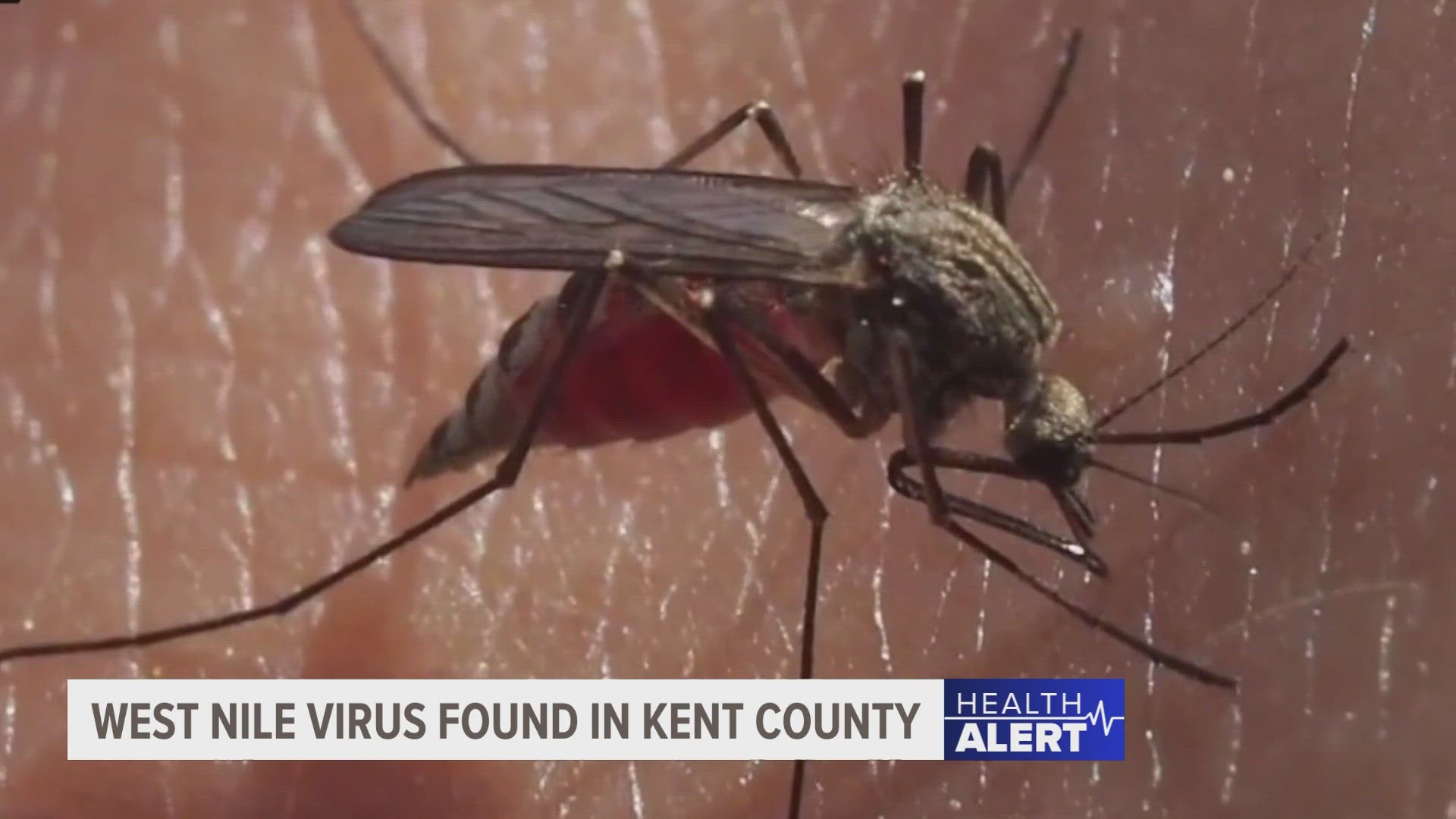 The Kent County Health Department has detected West Nile virus in a sample of area mosquitoes.