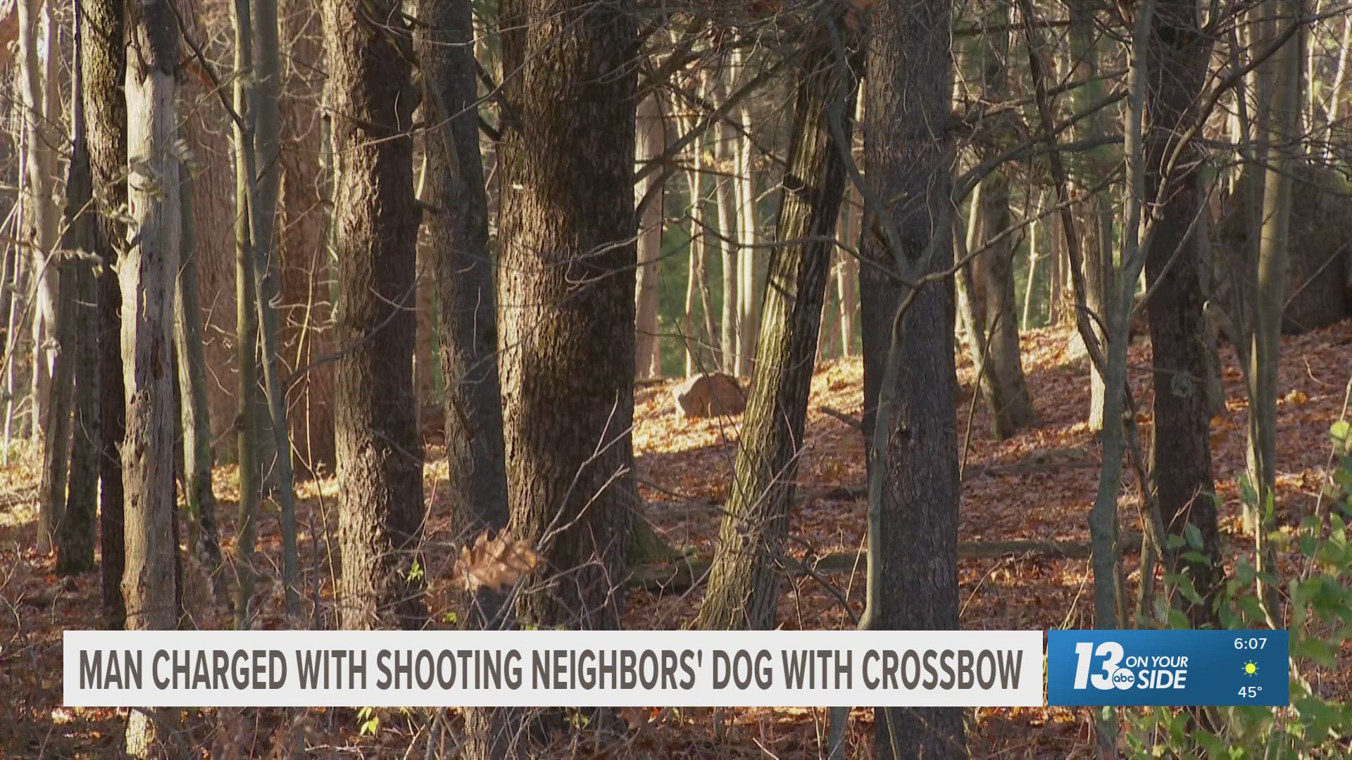 Man charged after admitting to shooting neighbor's dog with crossbow ...