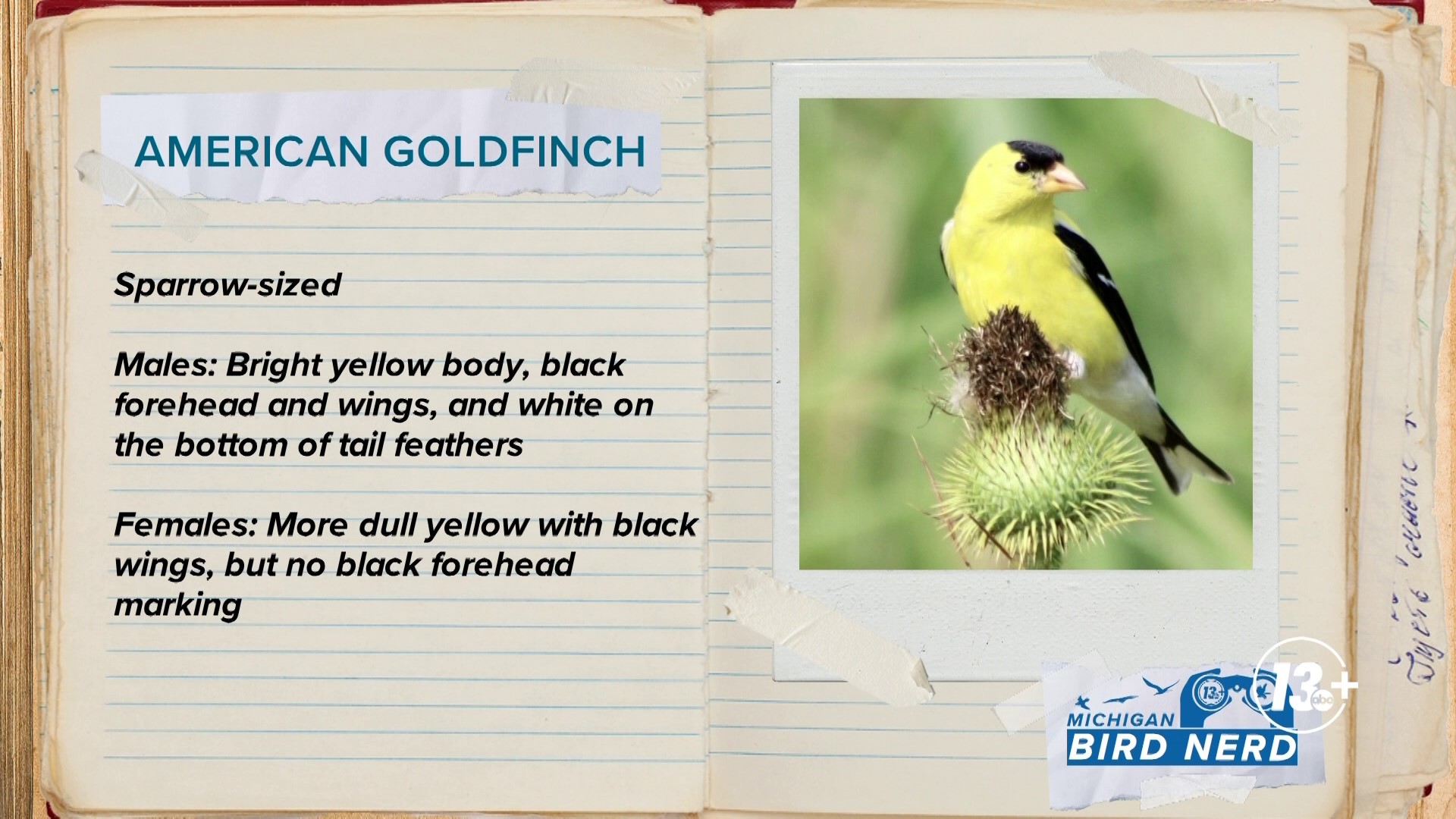 Matt Gard travels to the meadows of Millennium Park in Walker where we'll learn how to find the tiny and adorable American Goldfinch.