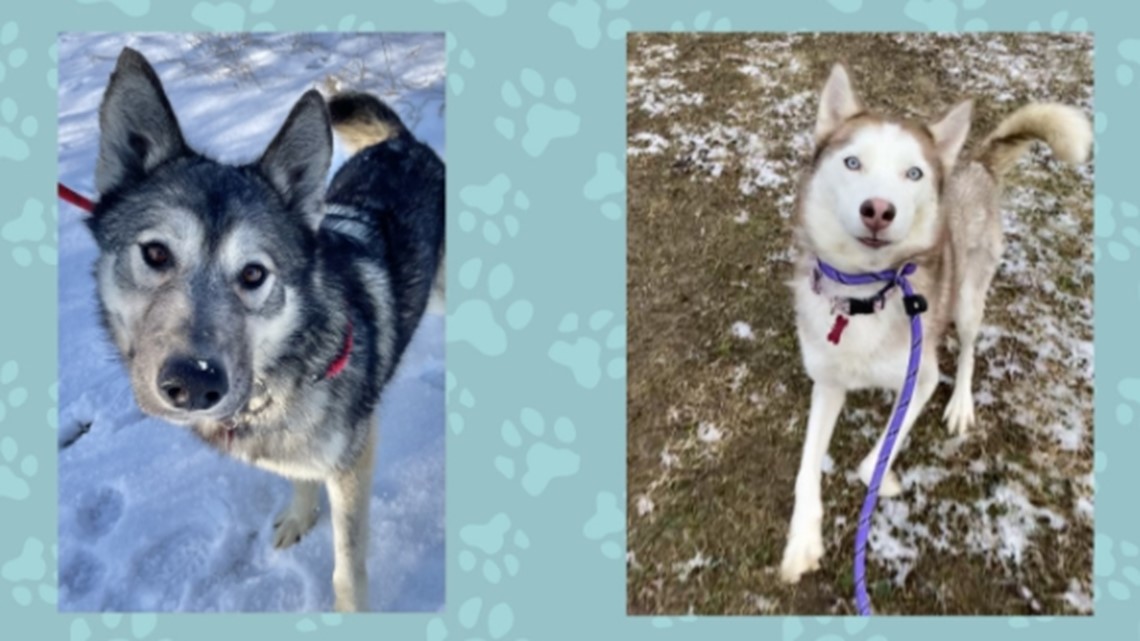 These 2 huskies are looking for their 'fur-ever' home - Vimarsana News