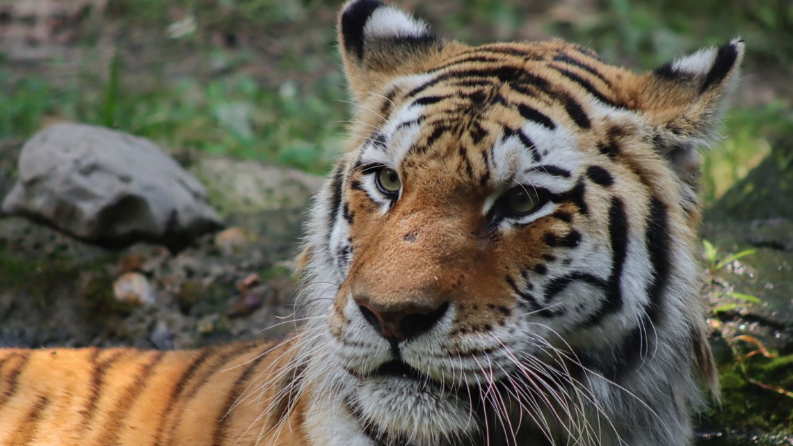 Baby tiger cubs get media showing at Beardsley Zoo