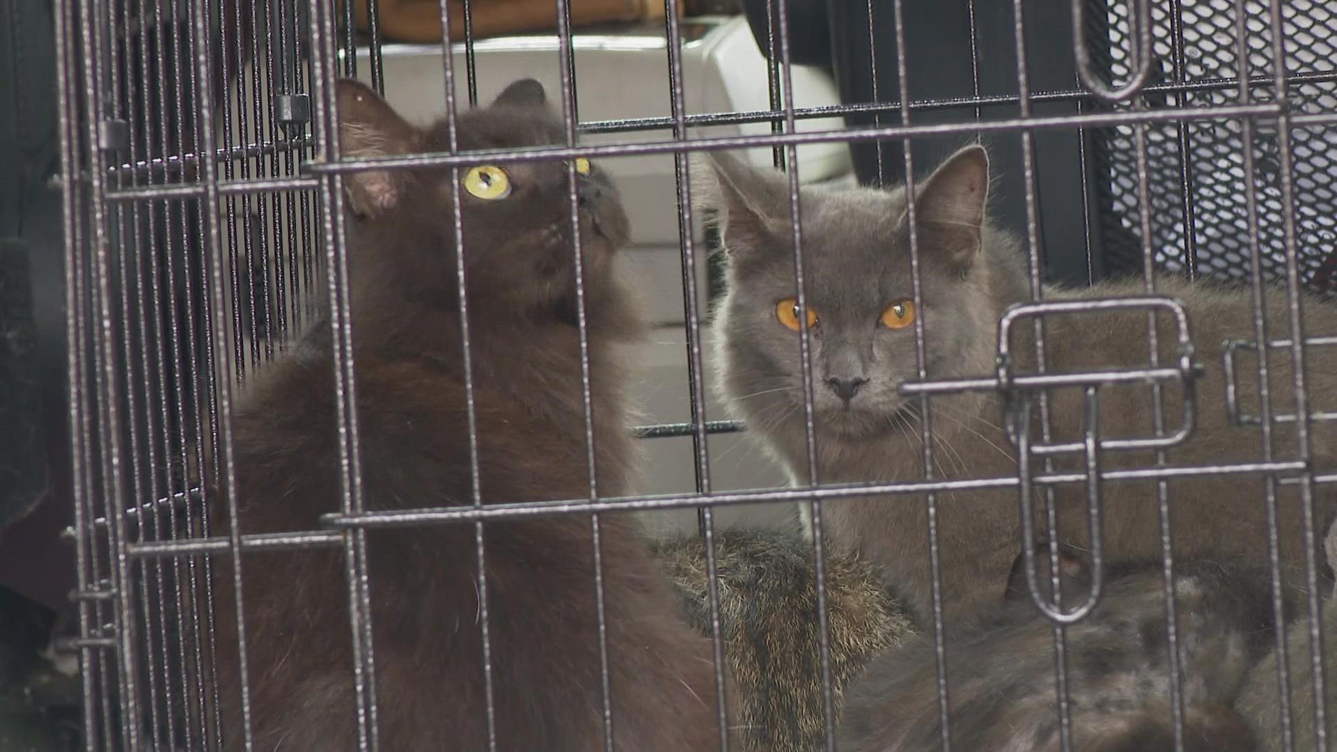 Non-profit animal rescue organizations are pleading the public for help with supplies, fosters and food to care for the cats in need.