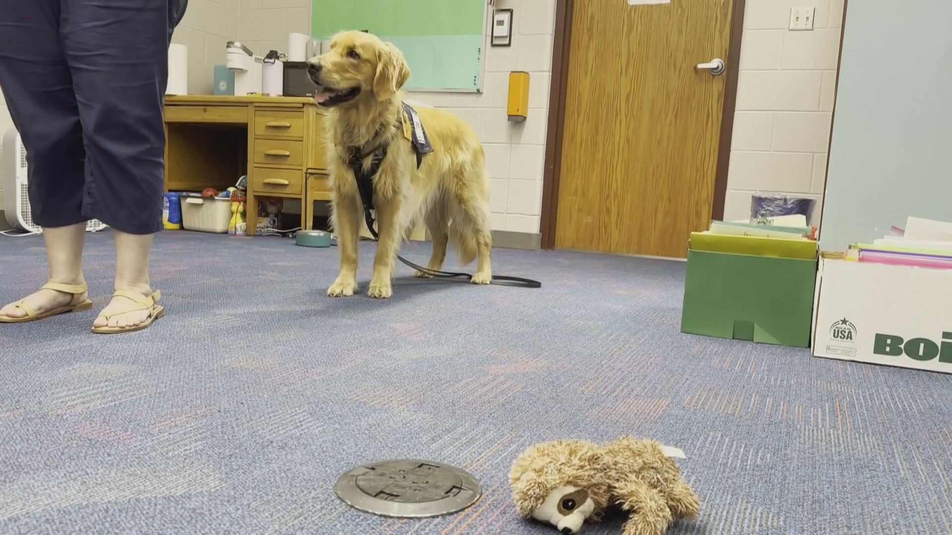 Therapy dog helps students at White Cloud Elementary | wzzm13.com