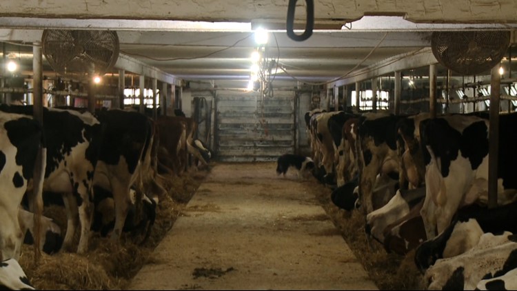 West Michigan dairy farm receives outpouring of support after asking for help to keep it running