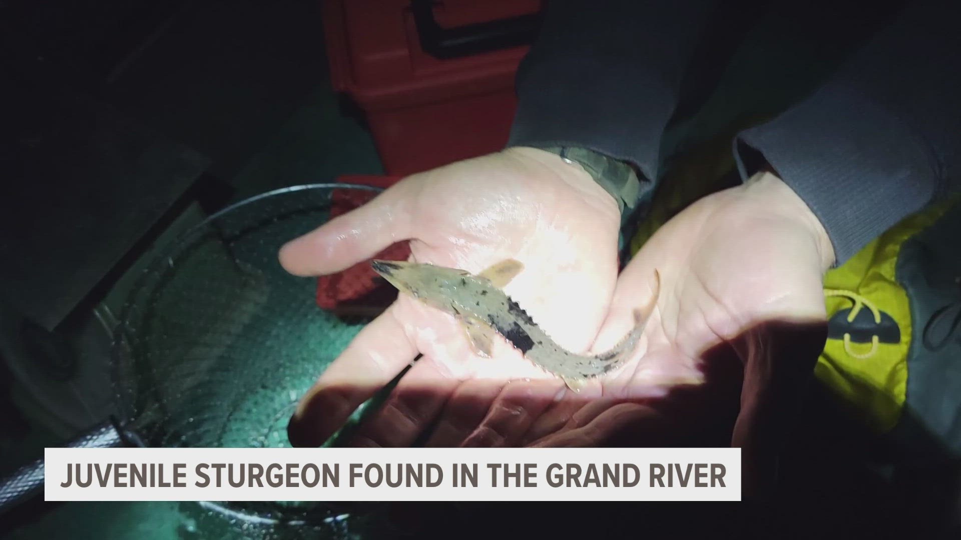 Scientists are excited about a significant discovery involving a prehistoric creature in the Grand River.