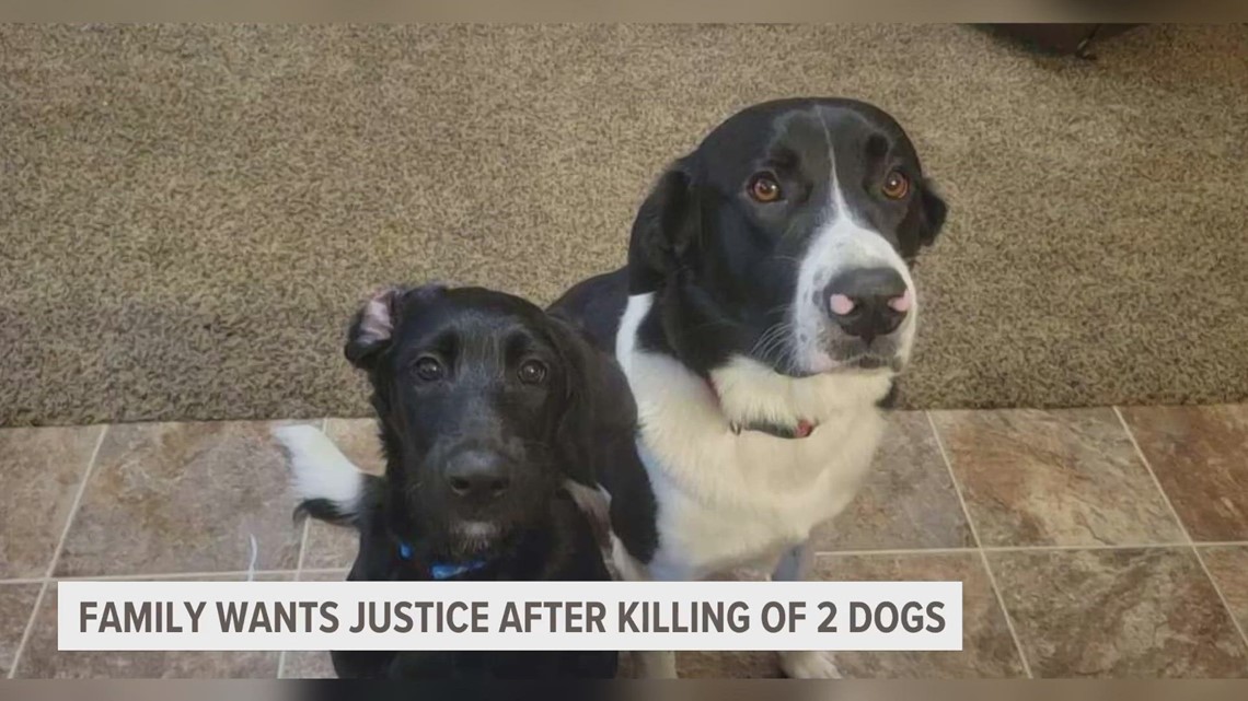 ONE YEAR LATER: Family hopes for closure, justice after two dogs shot and killed